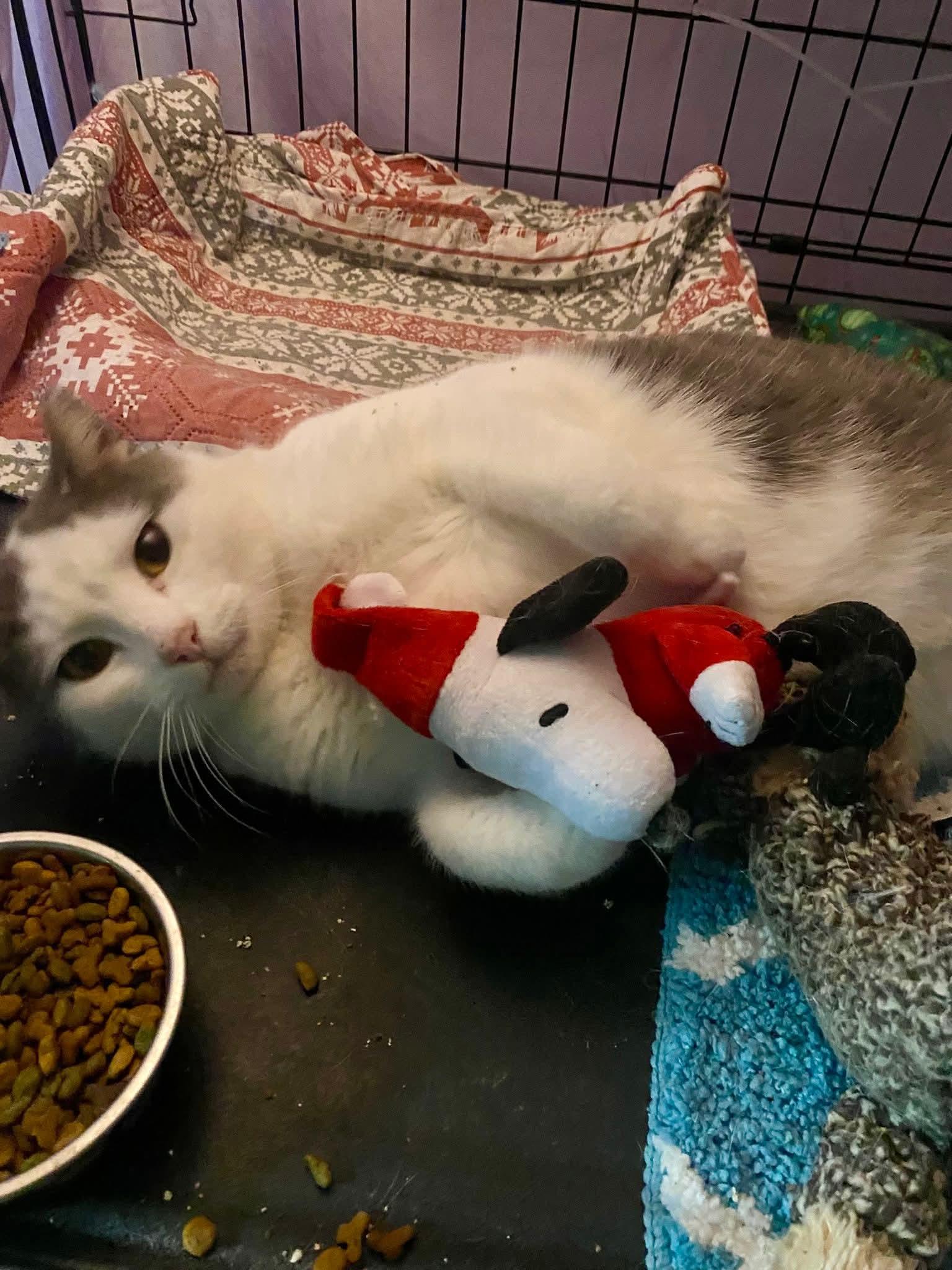 Enlarge Big Ed, a Adoptable mixed breed in Brownsville, PA image 2/5