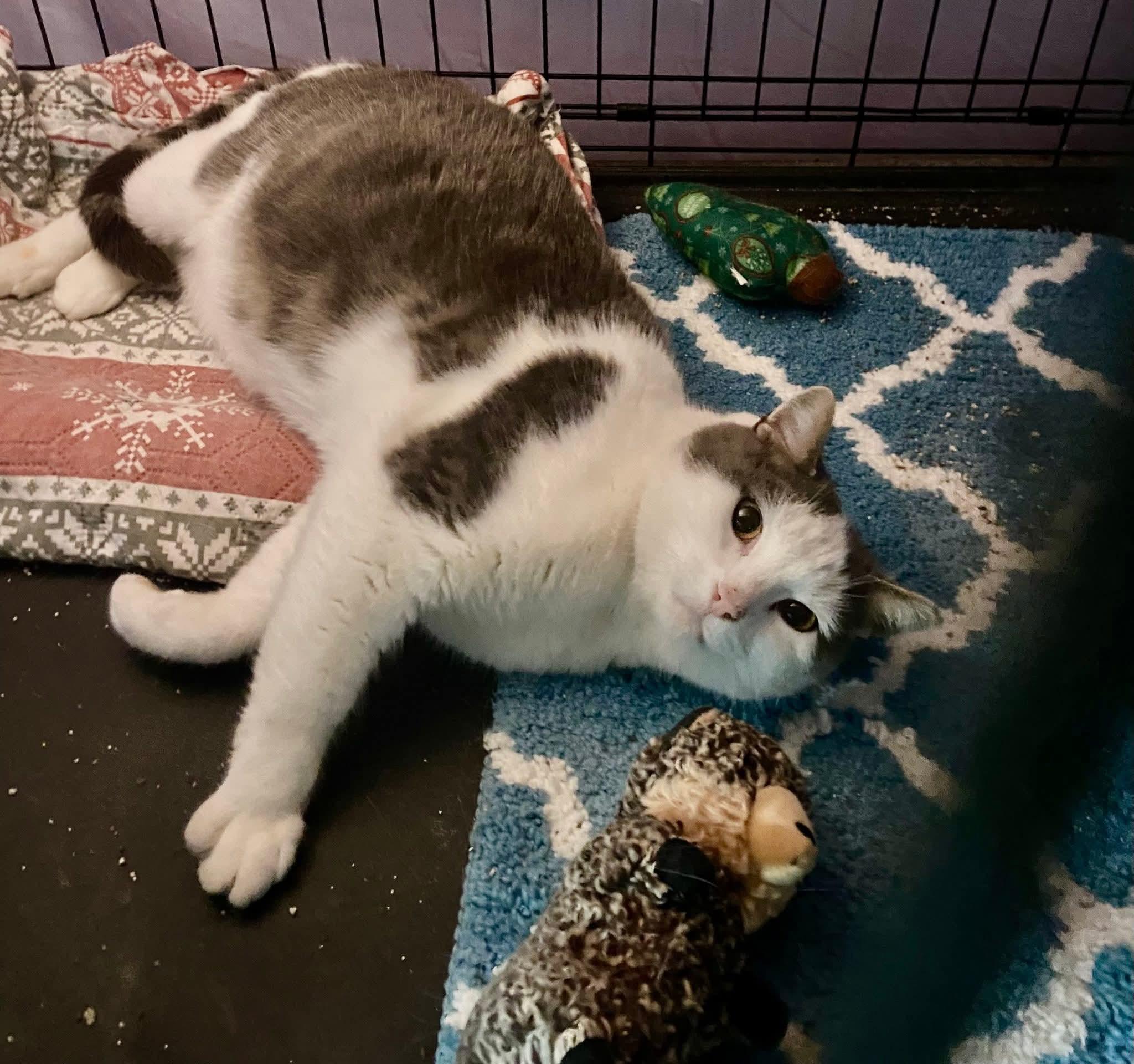 Enlarge Big Ed, a Adoptable mixed breed in Brownsville, PA image 3/5