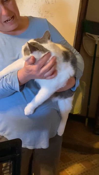 Enlarge Big Ed, a Adoptable mixed breed in Brownsville, PA video 5/5