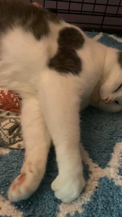 Enlarge Big Ed, a Adoptable mixed breed in Brownsville, PA video 4/5