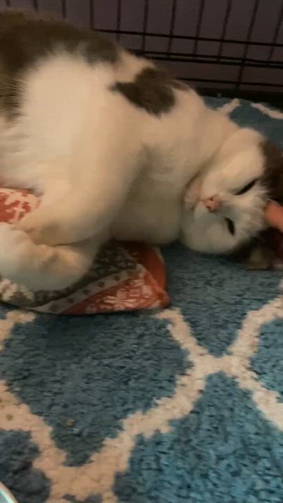 Enlarge Big Ed, a Adoptable mixed breed in Brownsville, PA video 5/5