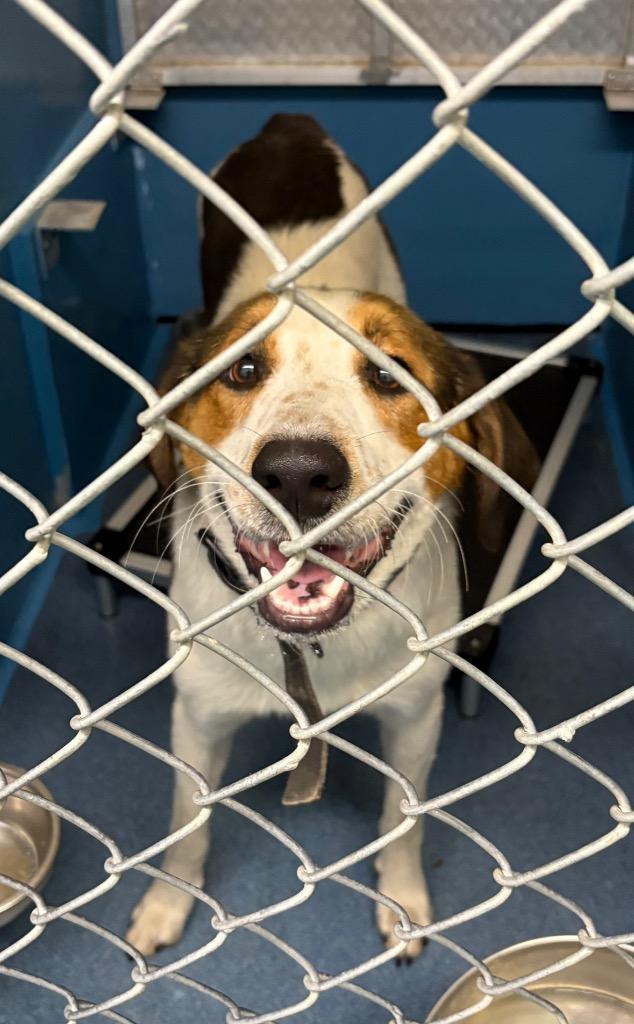 PRONG, Adoptable, Young Male Mixed Breed.