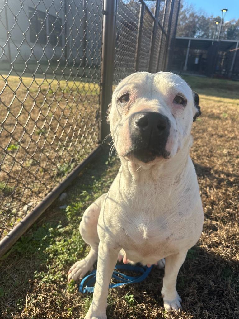 Lila, Adoptable, Young Female Mixed Breed.