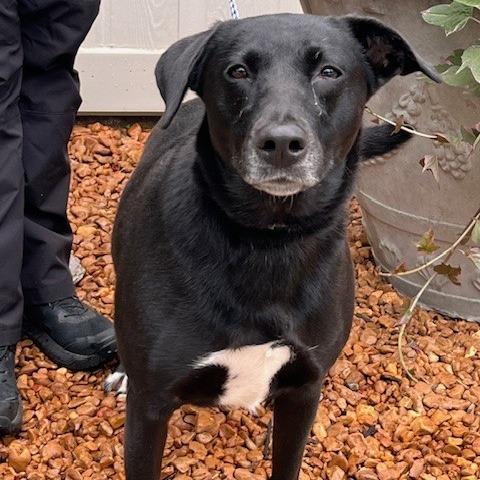 PARKER-30778, Adoptable, Adult Female Black Labrador Retriever.