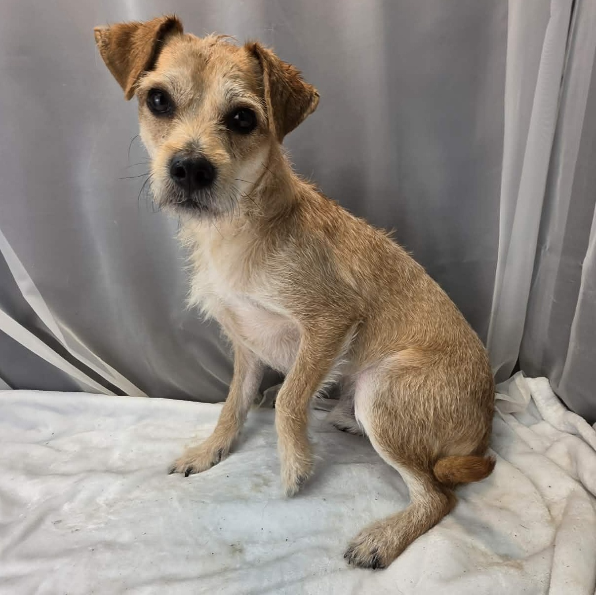 Enlarge Buddy, a Adoptable mixed breed in Southfield , MI image 6/6
