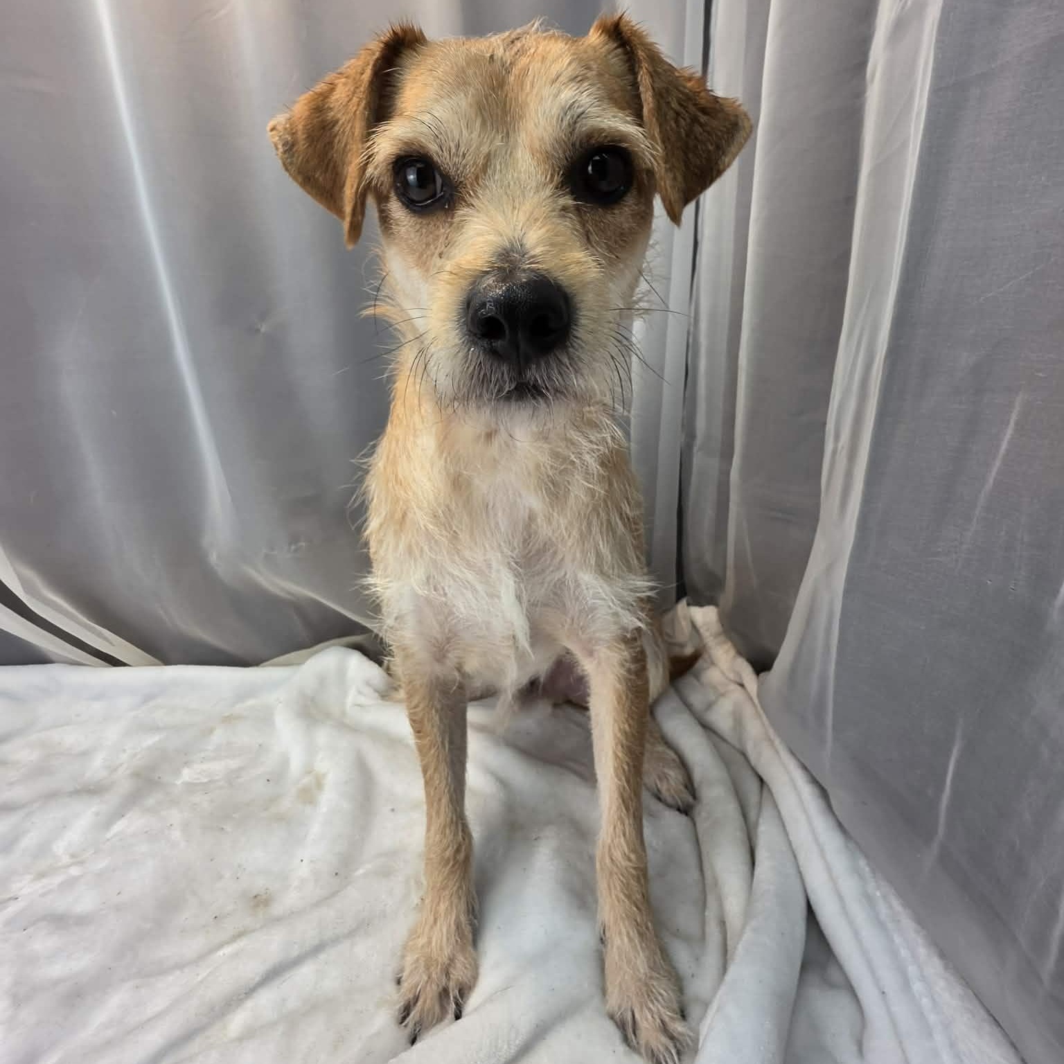 Enlarge Buddy, a Adoptable mixed breed in Southfield , MI image 4/6