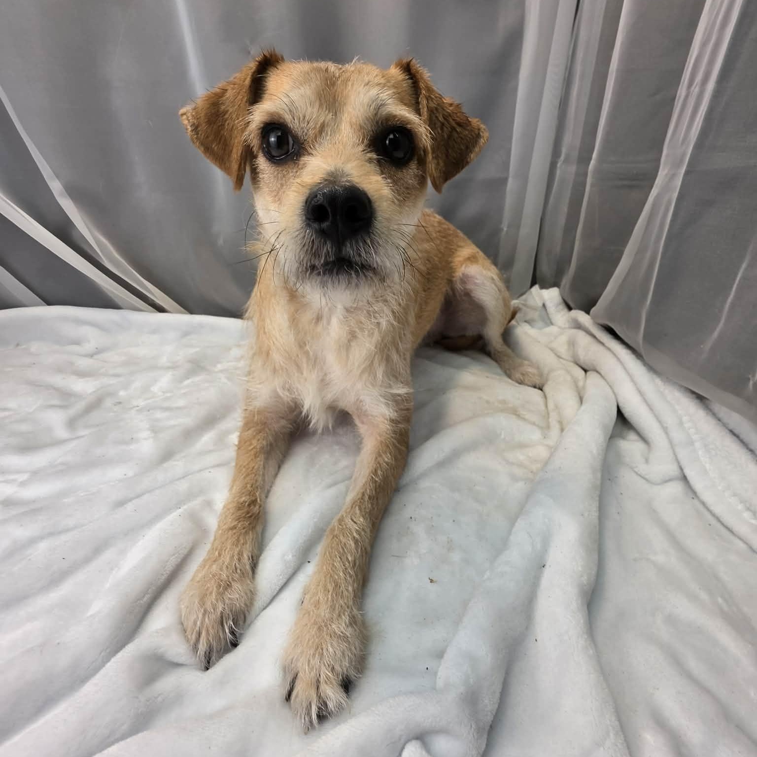 Enlarge Buddy, a Adoptable mixed breed in Southfield , MI image 3/6