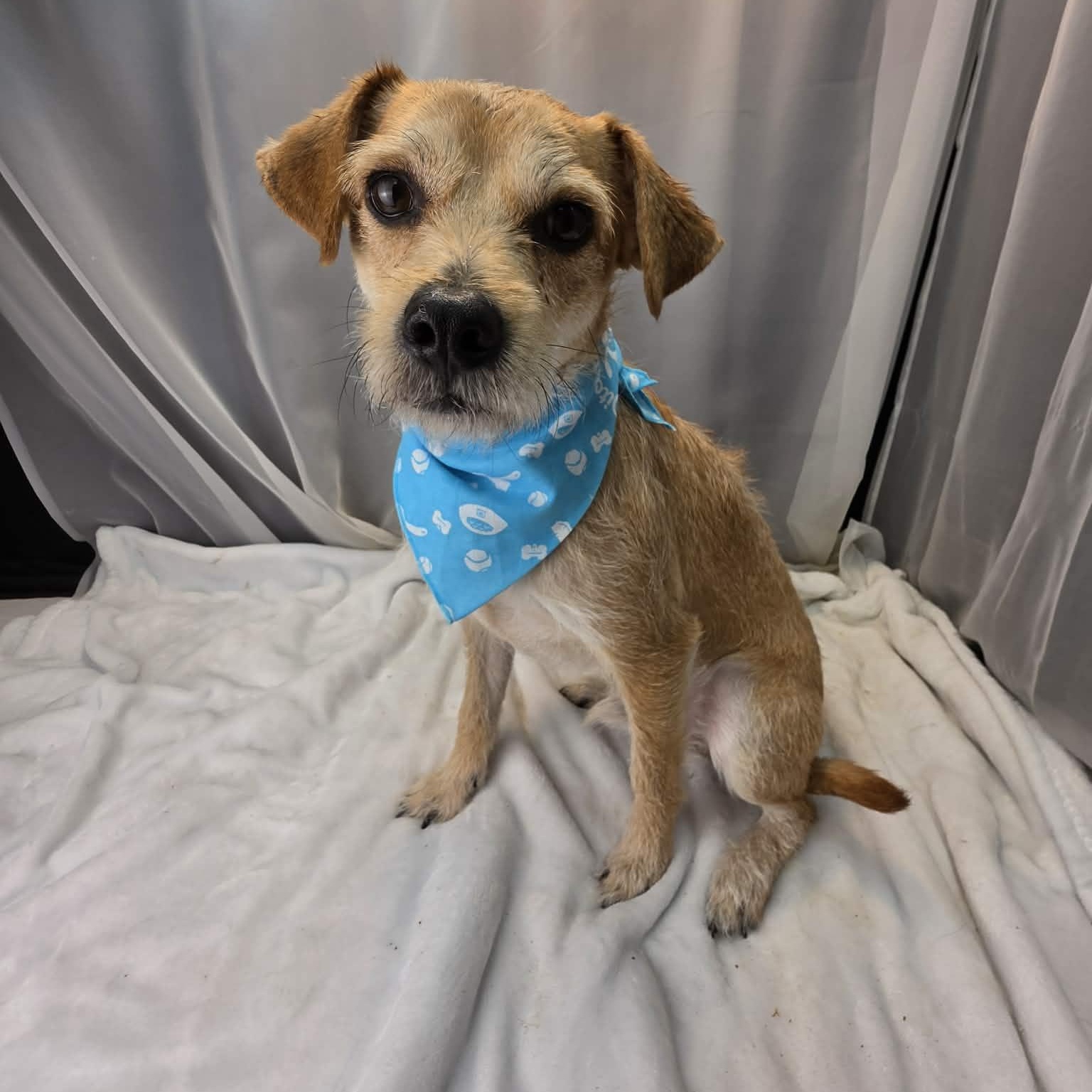 Enlarge Buddy, a Adoptable mixed breed in Southfield , MI image 2/6