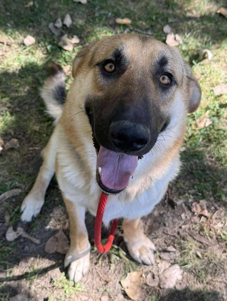 Ricky, Adoptable, Young Male German Shepherd Dog.