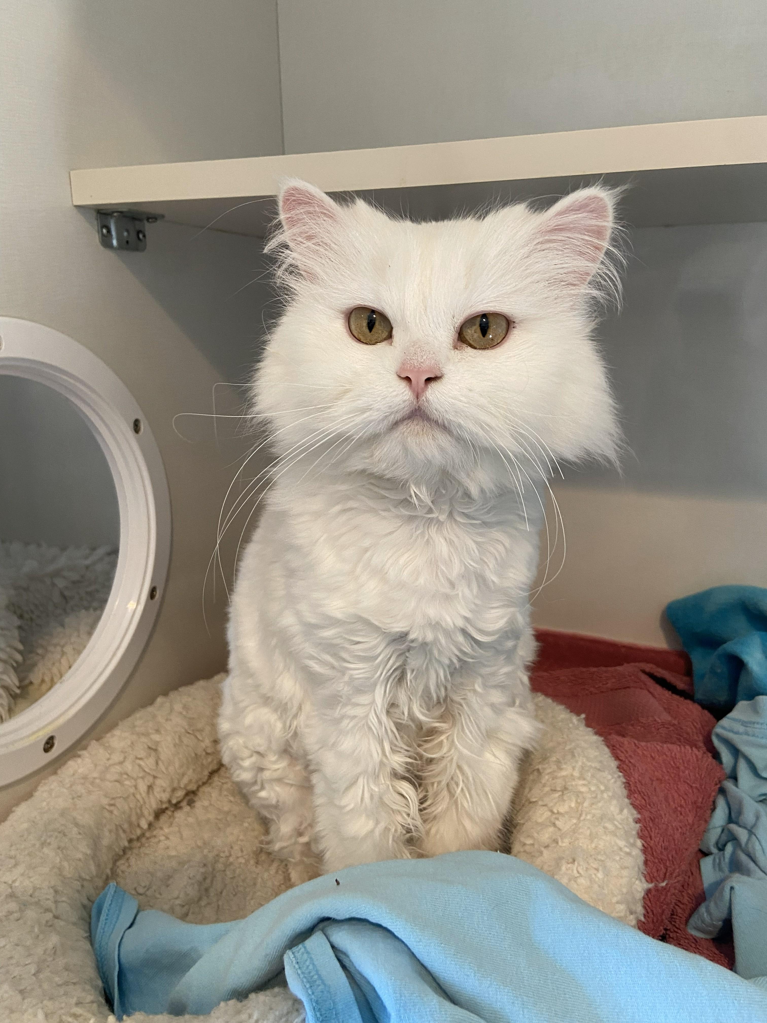Lina, adopted, Adult Female Persian.