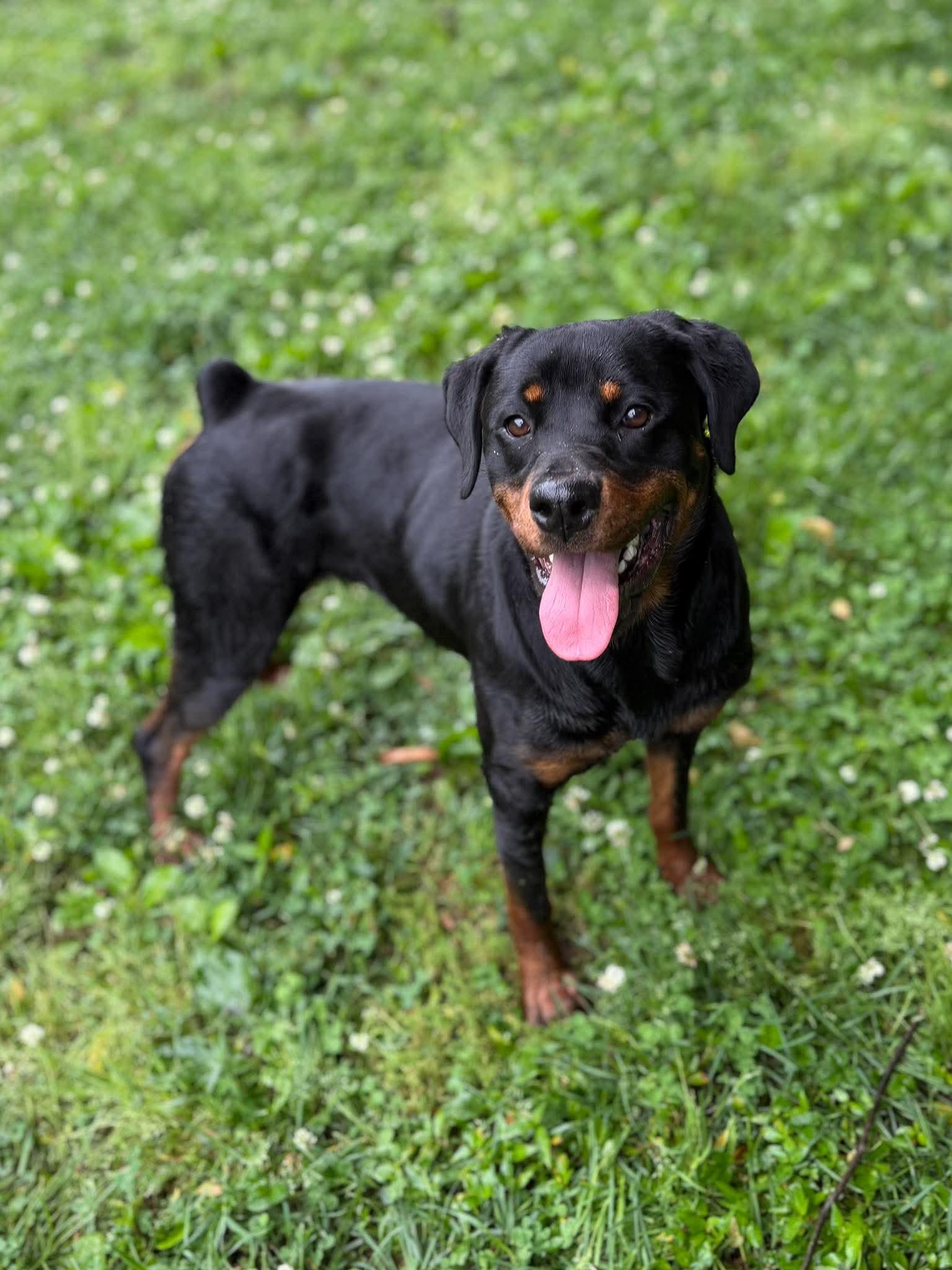 Enlarge Rosey, a Adoptable mixed breed in Leitchfield, KY image 1/4