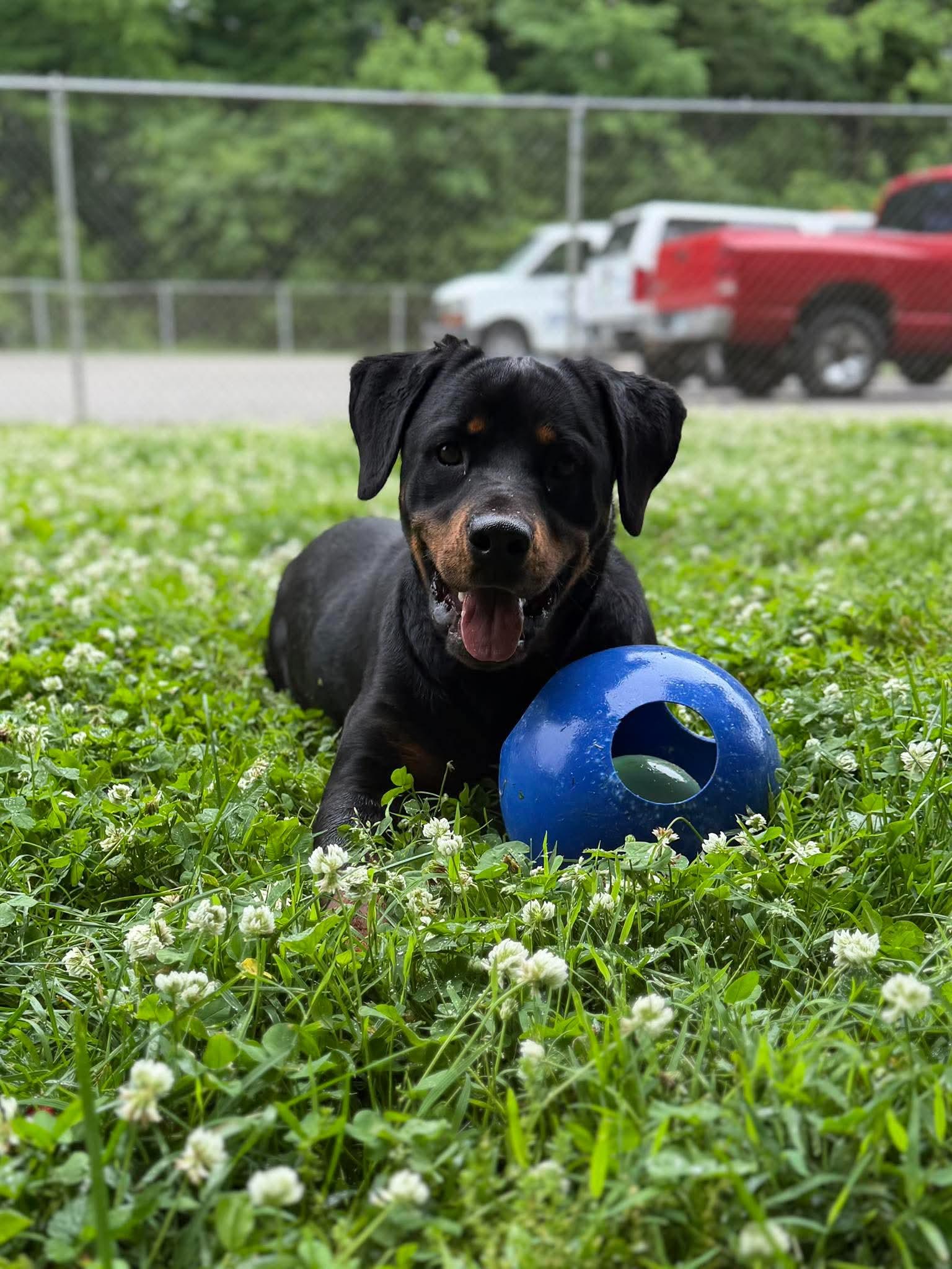 Enlarge Rosey, a Adoptable mixed breed in Leitchfield, KY image 4/4