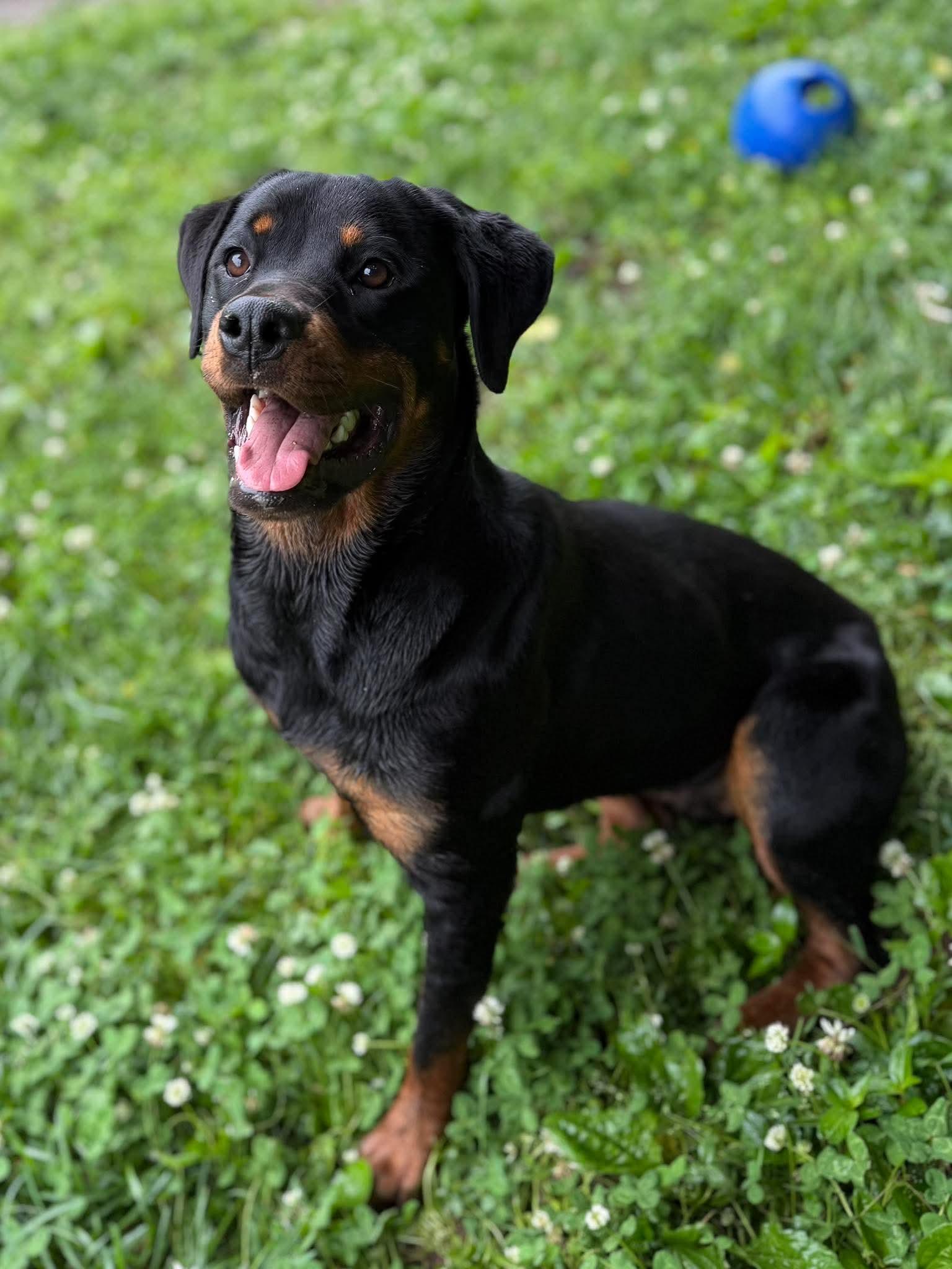 Enlarge Rosey, a Adoptable mixed breed in Leitchfield, KY image 3/4