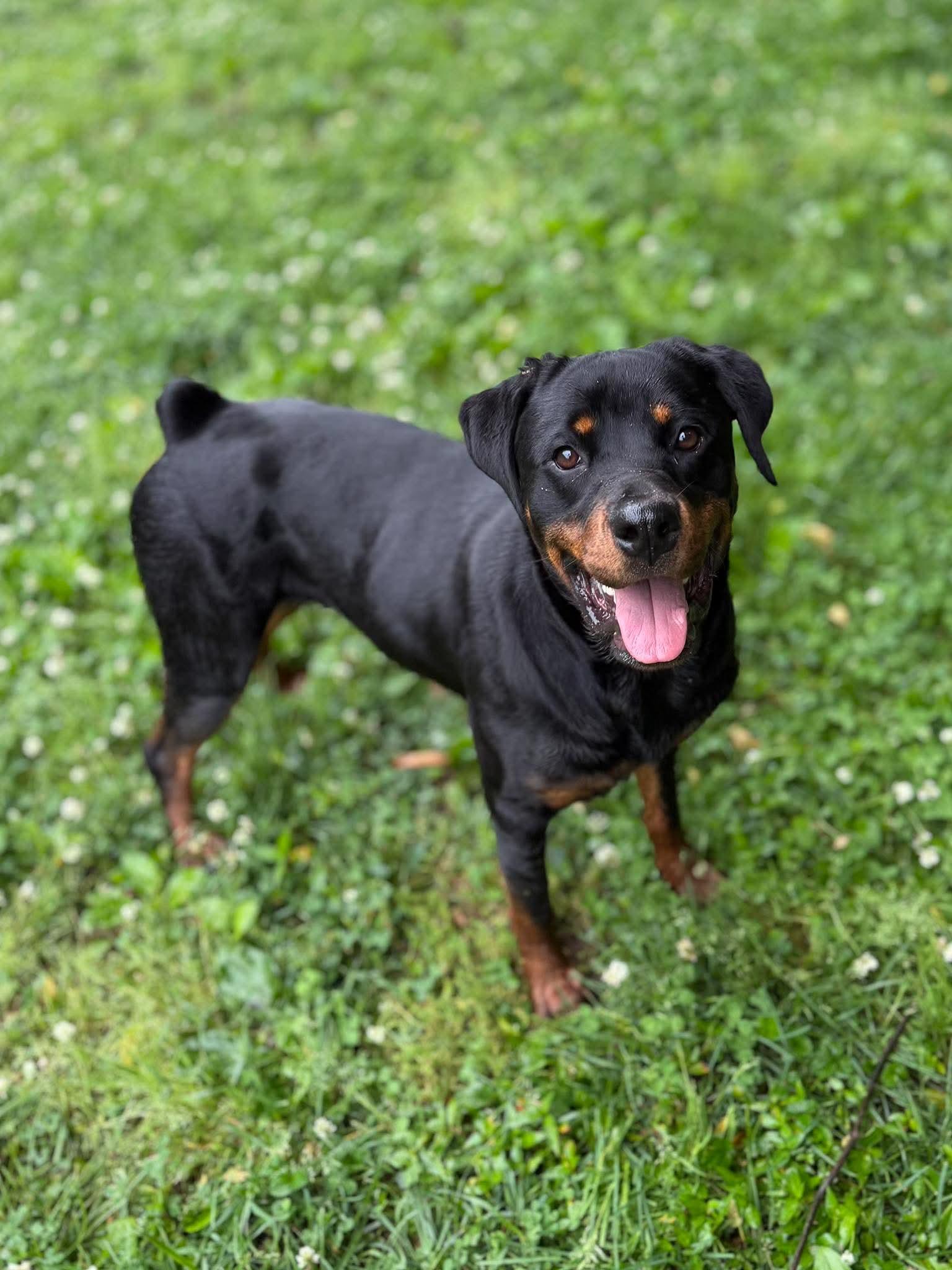 Enlarge Rosey, a Adoptable mixed breed in Leitchfield, KY image 2/4
