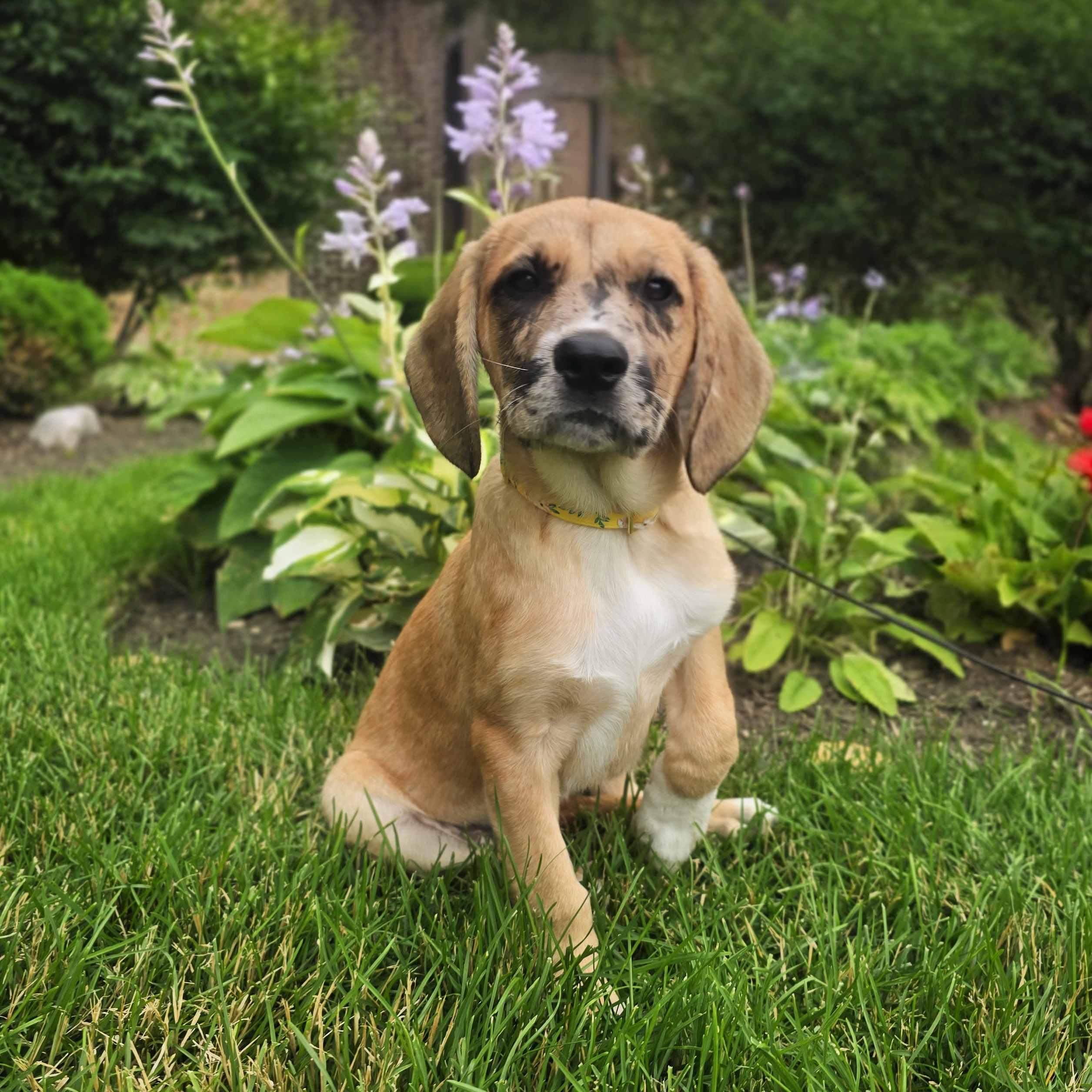 Vivanne, adoptable, Puppy Female Retriever & Hound.