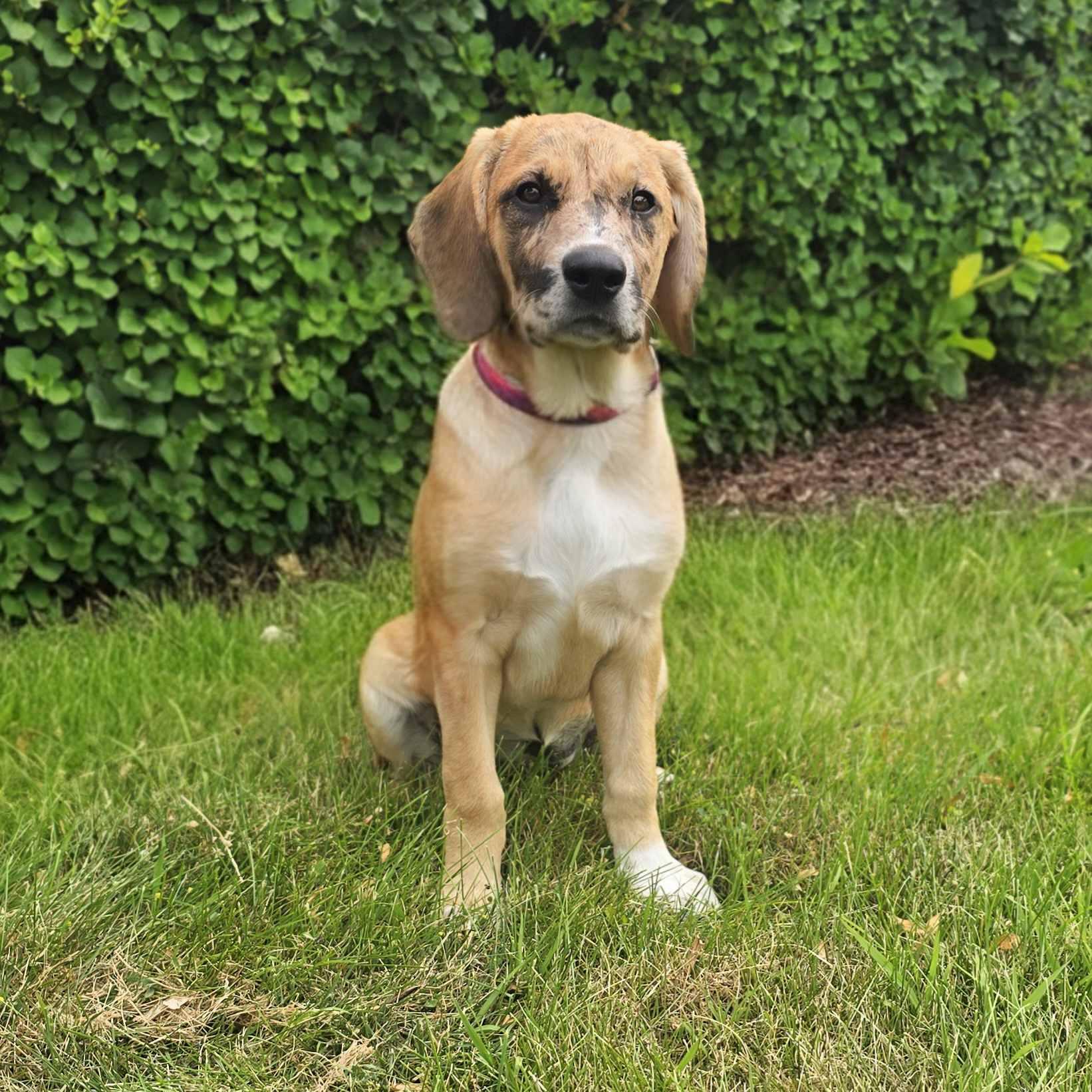 Enlarge Vivanne, an adoptable mixed breed in Itasca, IL image 3/6
