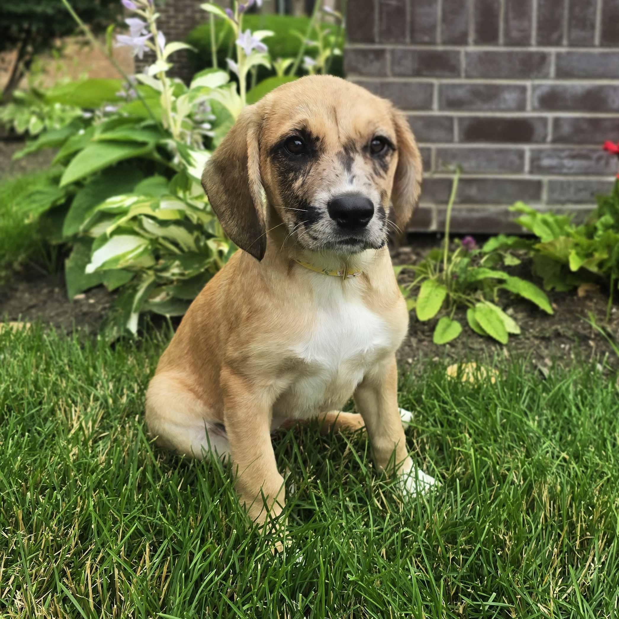 Vivanne, an adoptable mixed breed in Itasca, IL image 4/4