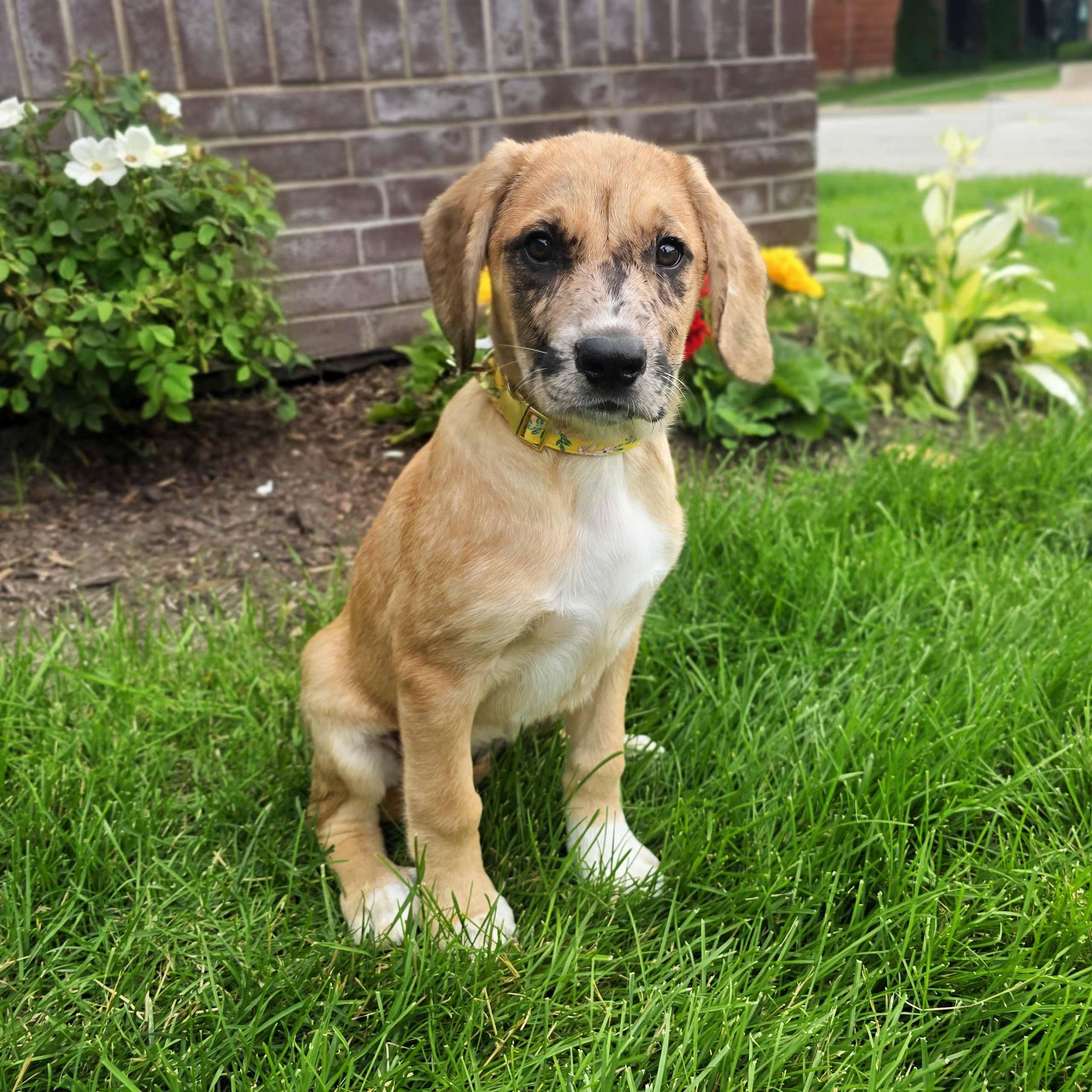 Vivanne, an adoptable mixed breed in Itasca, IL image 2/4