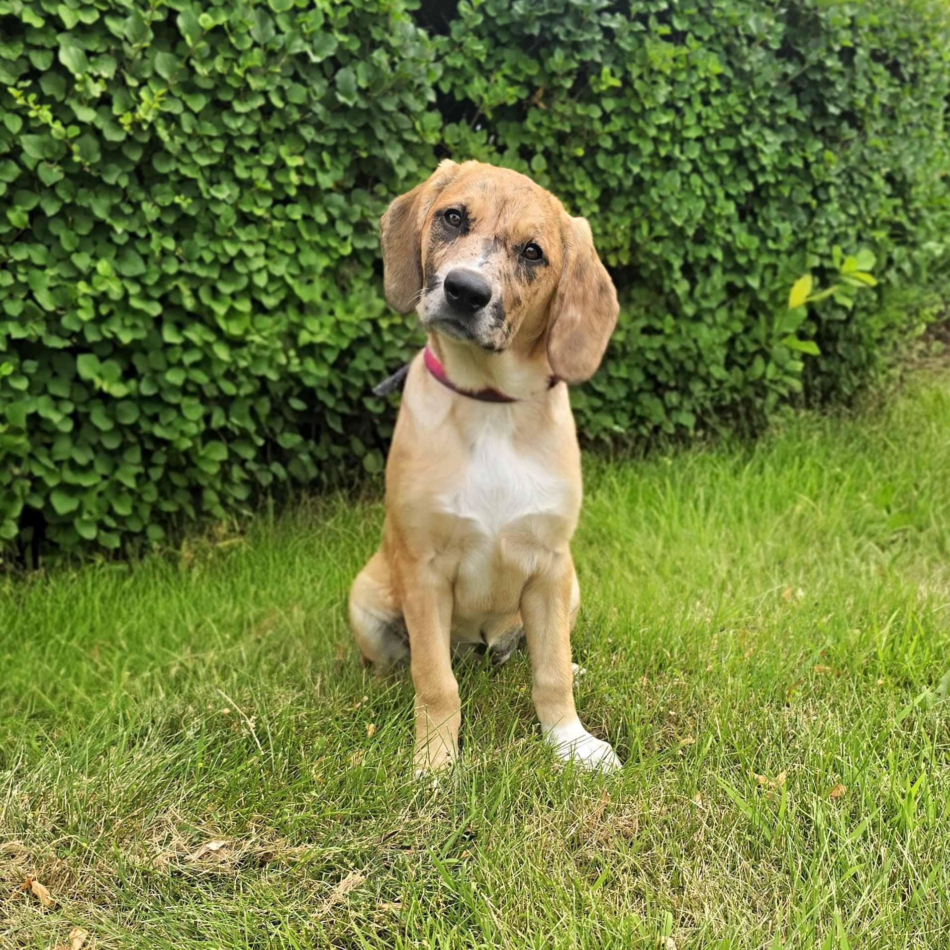 Vivanne, adoptable, Puppy Female Retriever & Hound.