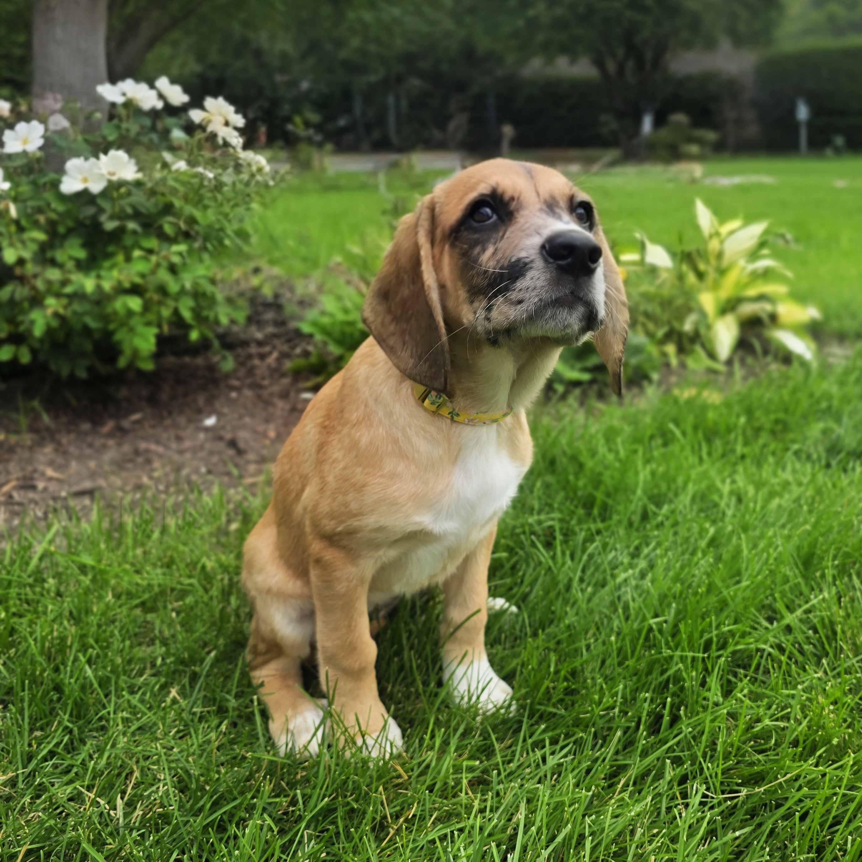 Vivanne, an adoptable mixed breed in Itasca, IL image 3/4
