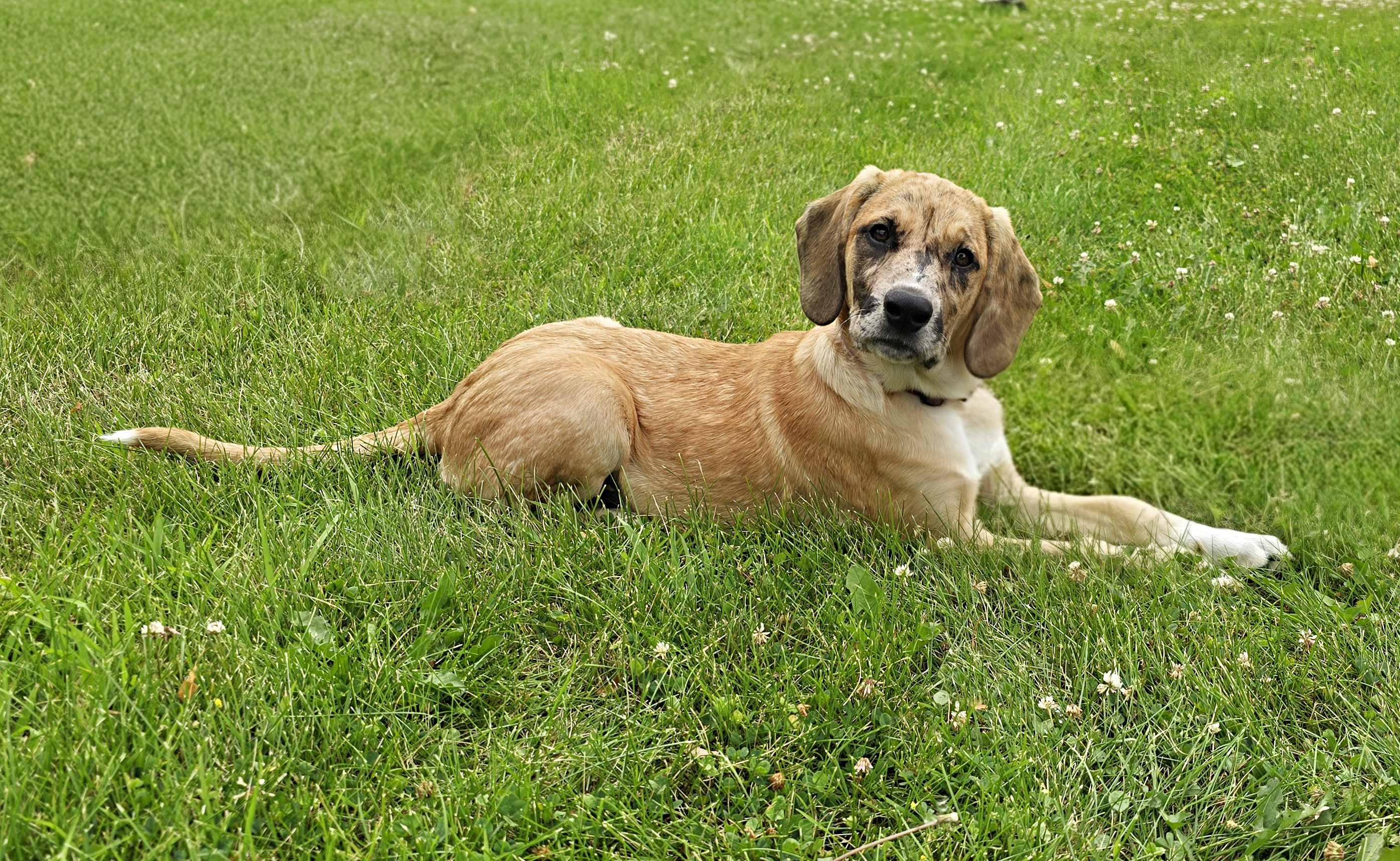 Enlarge Vivanne, an adoptable mixed breed in Itasca, IL image 2/6
