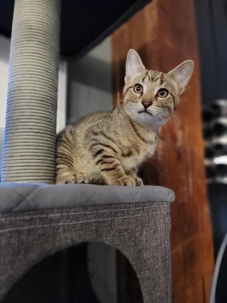 Quill, Adoptable, Kitten Male Domestic Short Hair.