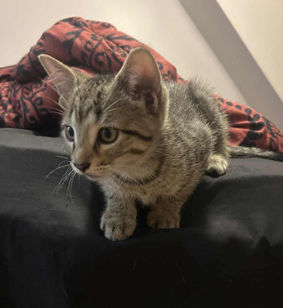 Enlarge Quill, a Adoptable Domestic Short Hair in Homer Glen, IL image 2/6