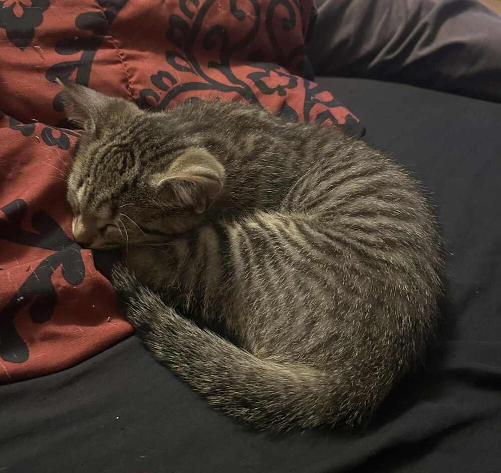 Enlarge Quill, a Adoptable Domestic Short Hair in Homer Glen, IL image 3/6