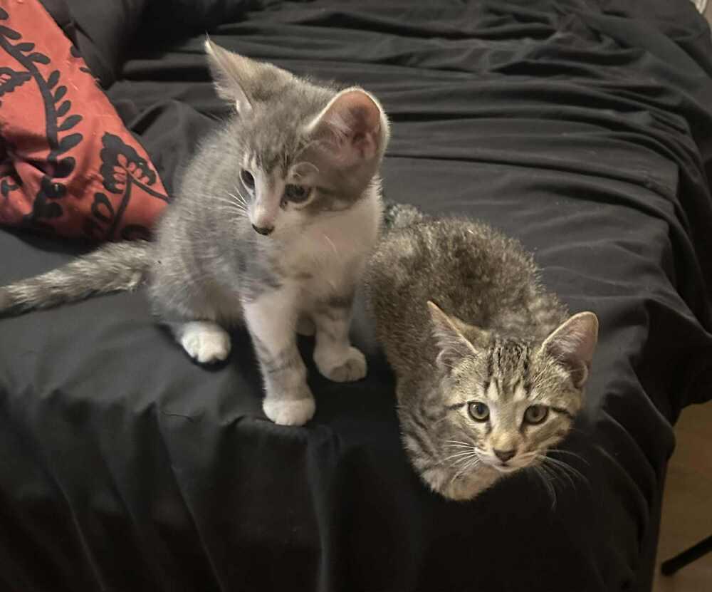 Enlarge Quill, a Adoptable Domestic Short Hair in Homer Glen, IL image 5/6