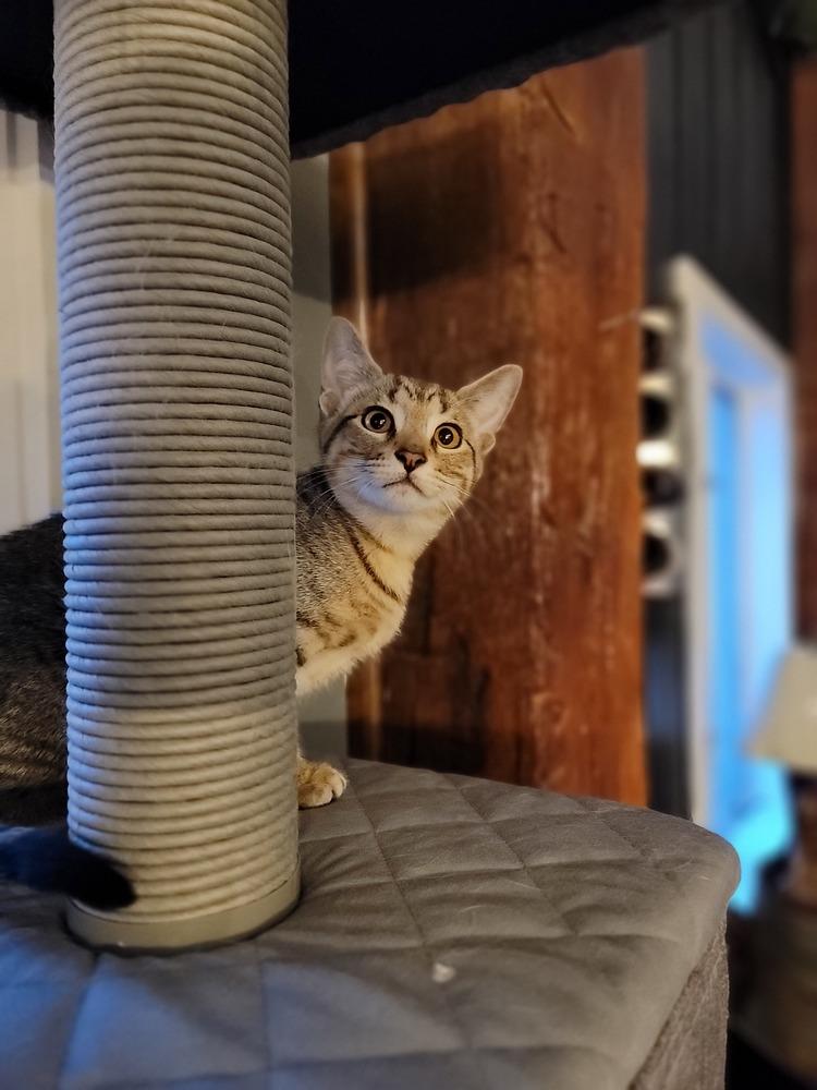 Enlarge Quill, a Adoptable Domestic Short Hair in Homer Glen, IL image 6/6