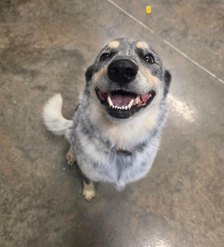 Sprinkles, a Adoptable Australian Cattle Dog / Blue Heeler in Neosho, MO image 1/4