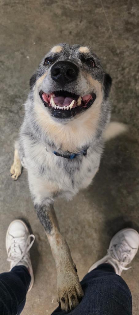 Sprinkles, a Adoptable Australian Cattle Dog / Blue Heeler in Neosho, MO image 2/4
