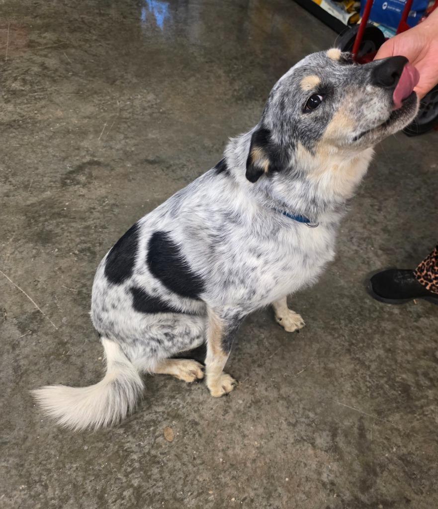 Sprinkles, a Adoptable Australian Cattle Dog / Blue Heeler in Neosho, MO image 3/4