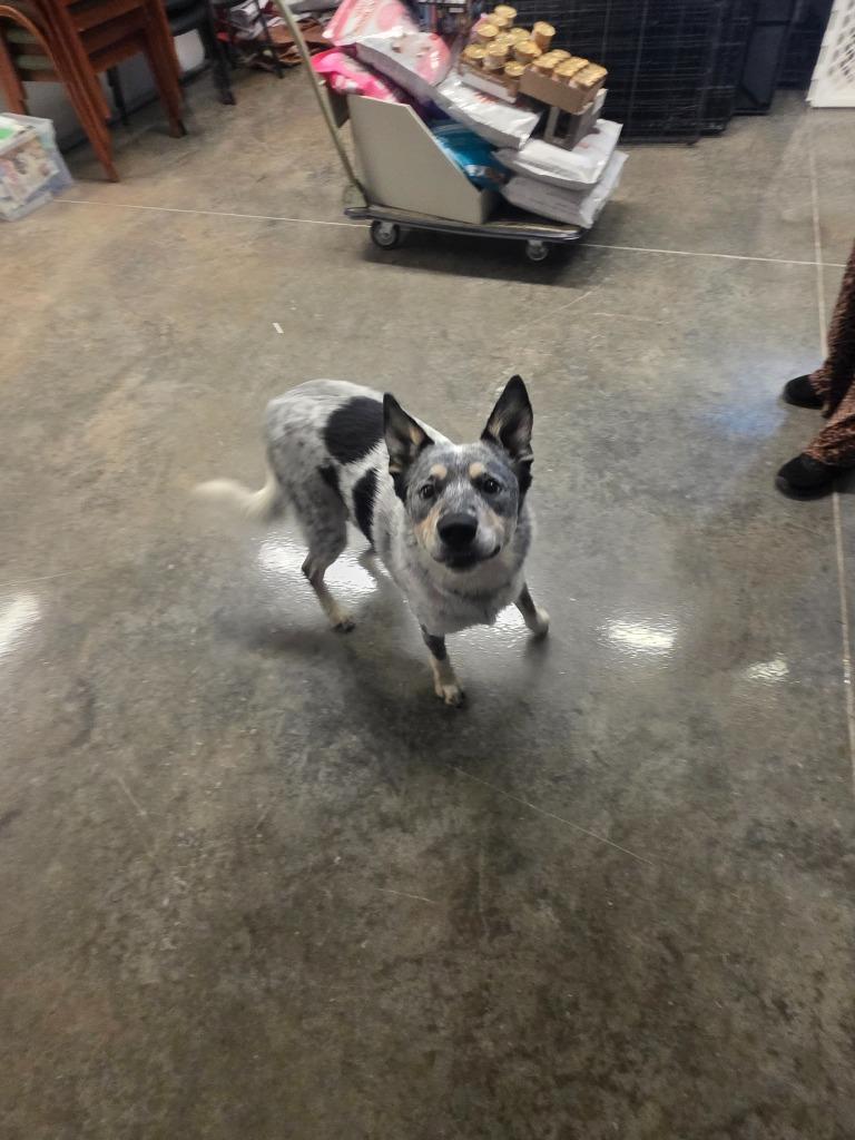 Sprinkles, a Adoptable Australian Cattle Dog / Blue Heeler in Neosho, MO image 4/4