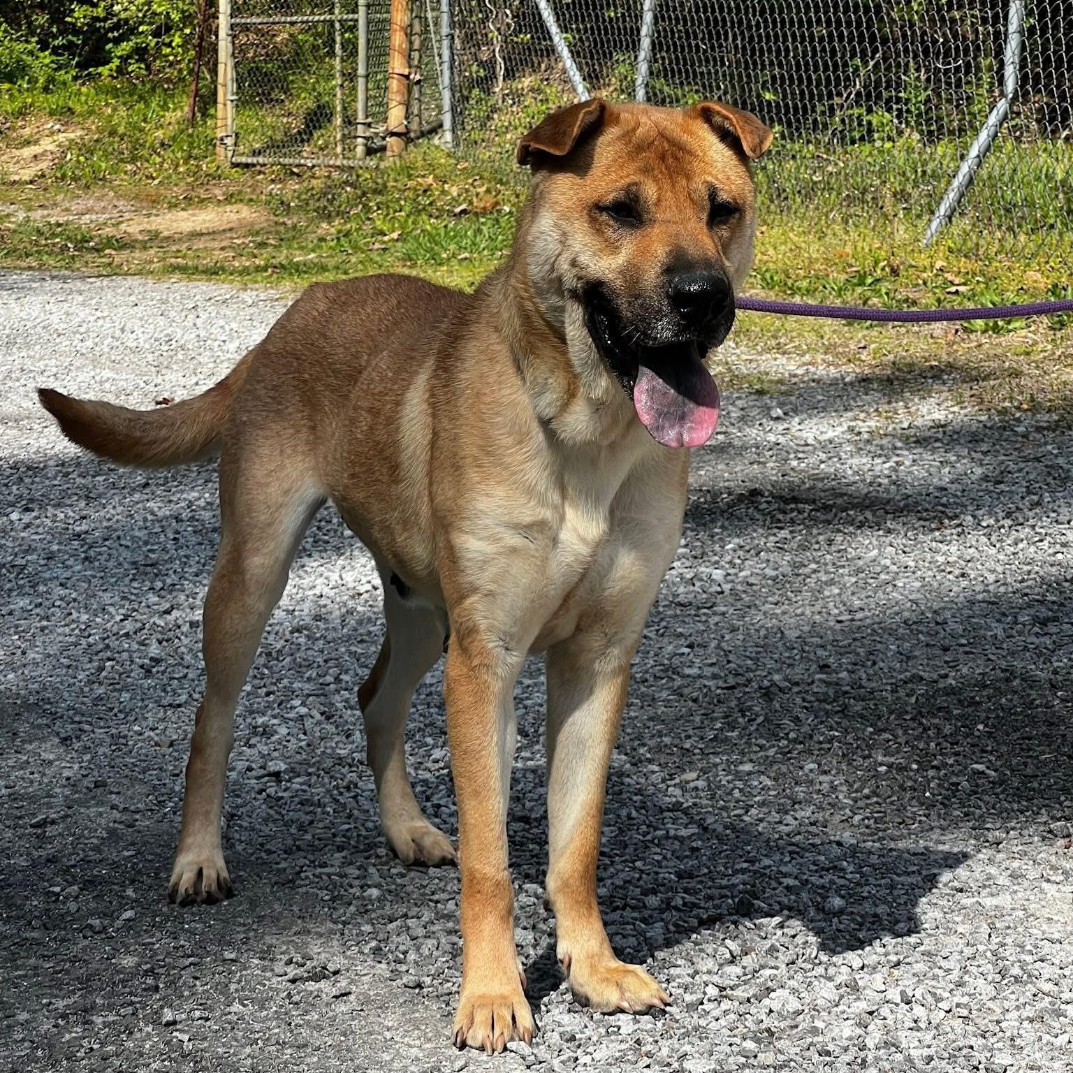 Enlarge Athena, a ADOPTABLE mixed breed in Andersonville, TN image 6/6