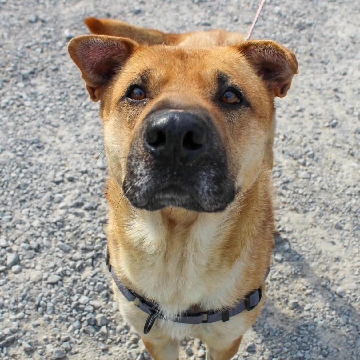 Enlarge Athena, a ADOPTABLE mixed breed in Andersonville, TN image 1/6