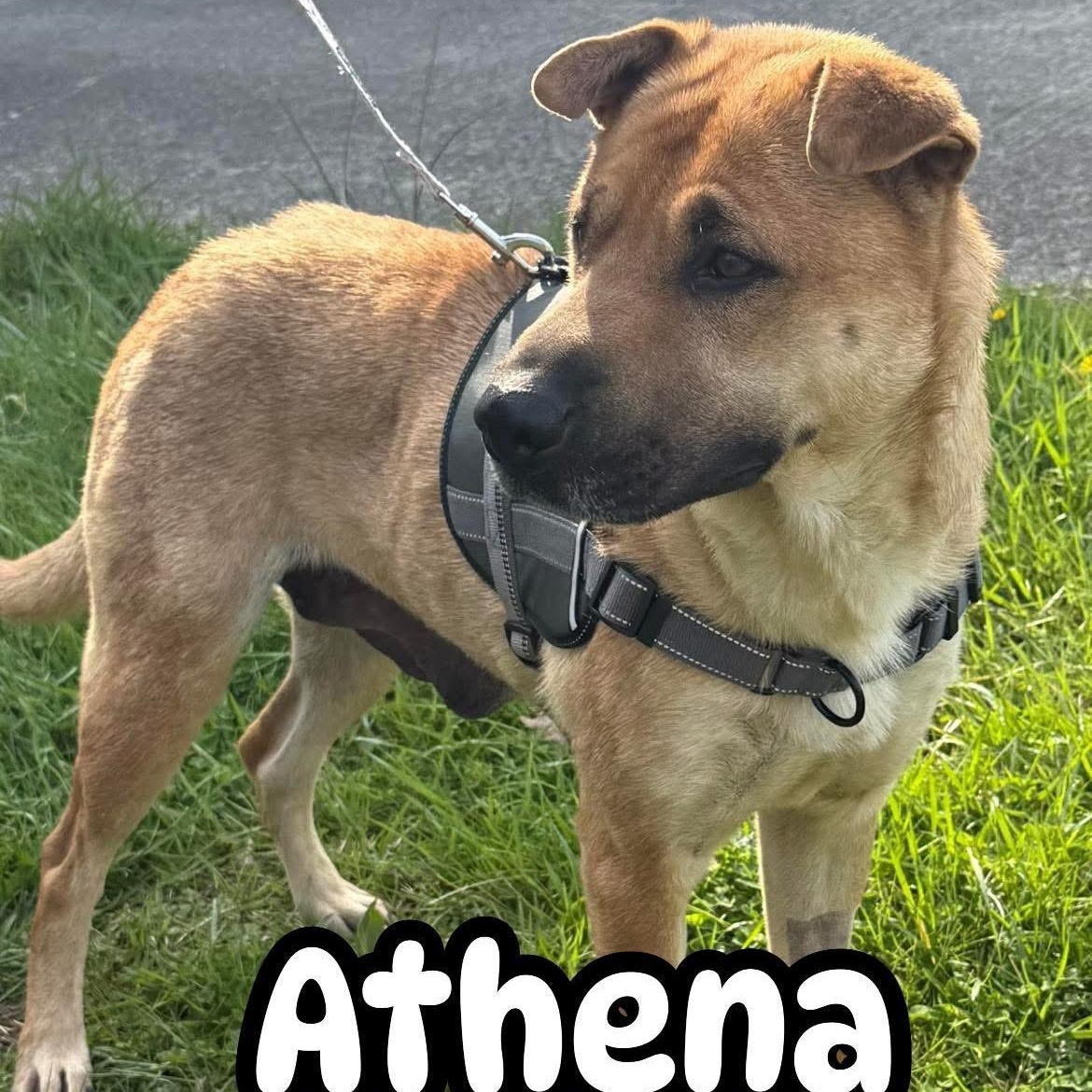 Enlarge Athena, a ADOPTABLE mixed breed in Andersonville, TN image 2/6