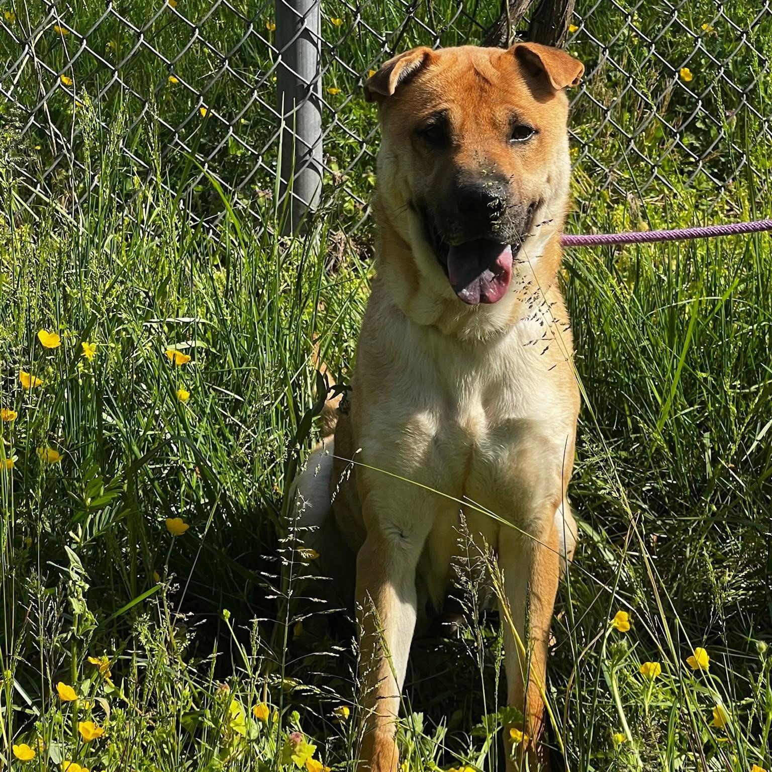 Enlarge Athena, a ADOPTABLE mixed breed in Andersonville, TN image 5/6