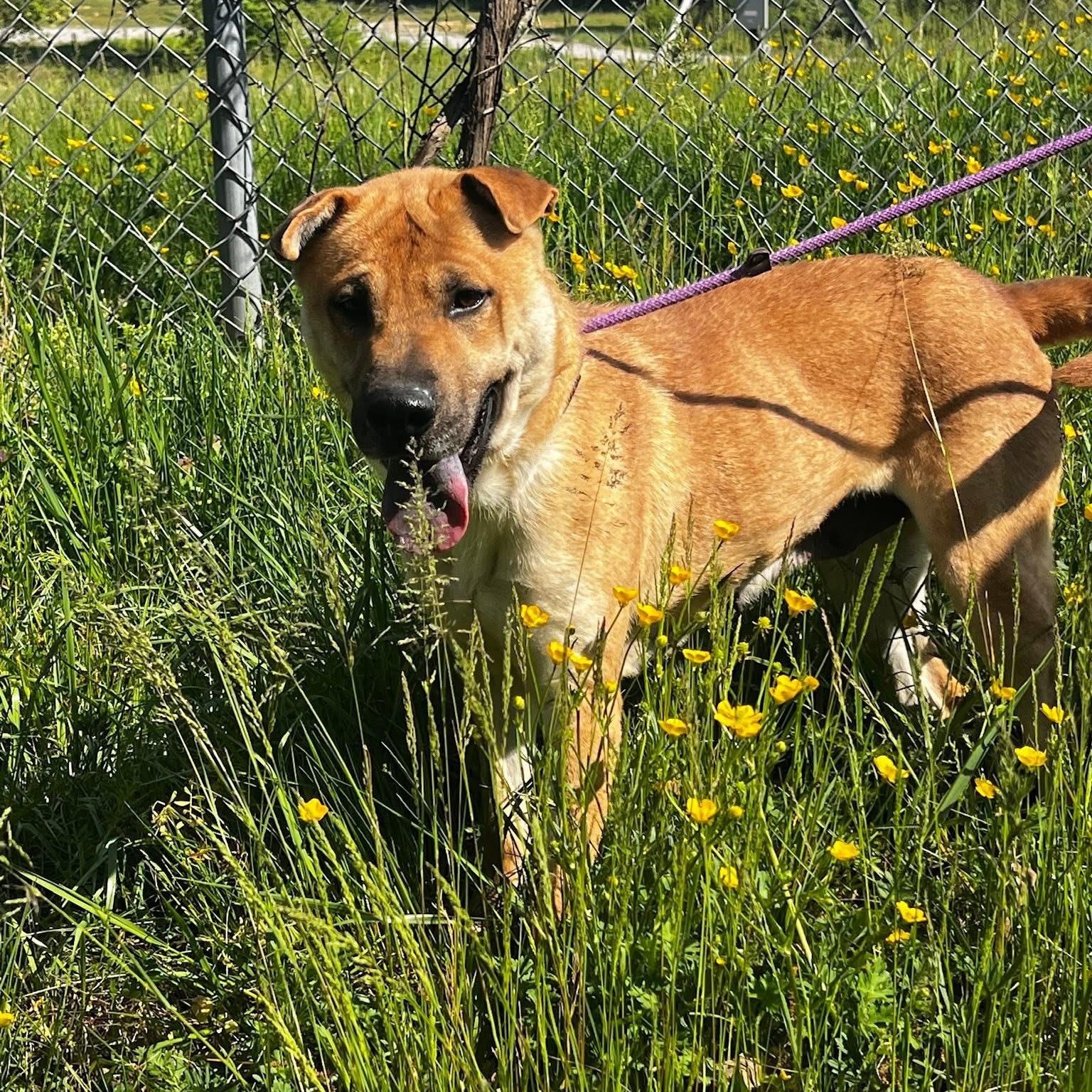 Enlarge Athena, a ADOPTABLE mixed breed in Andersonville, TN image 4/6