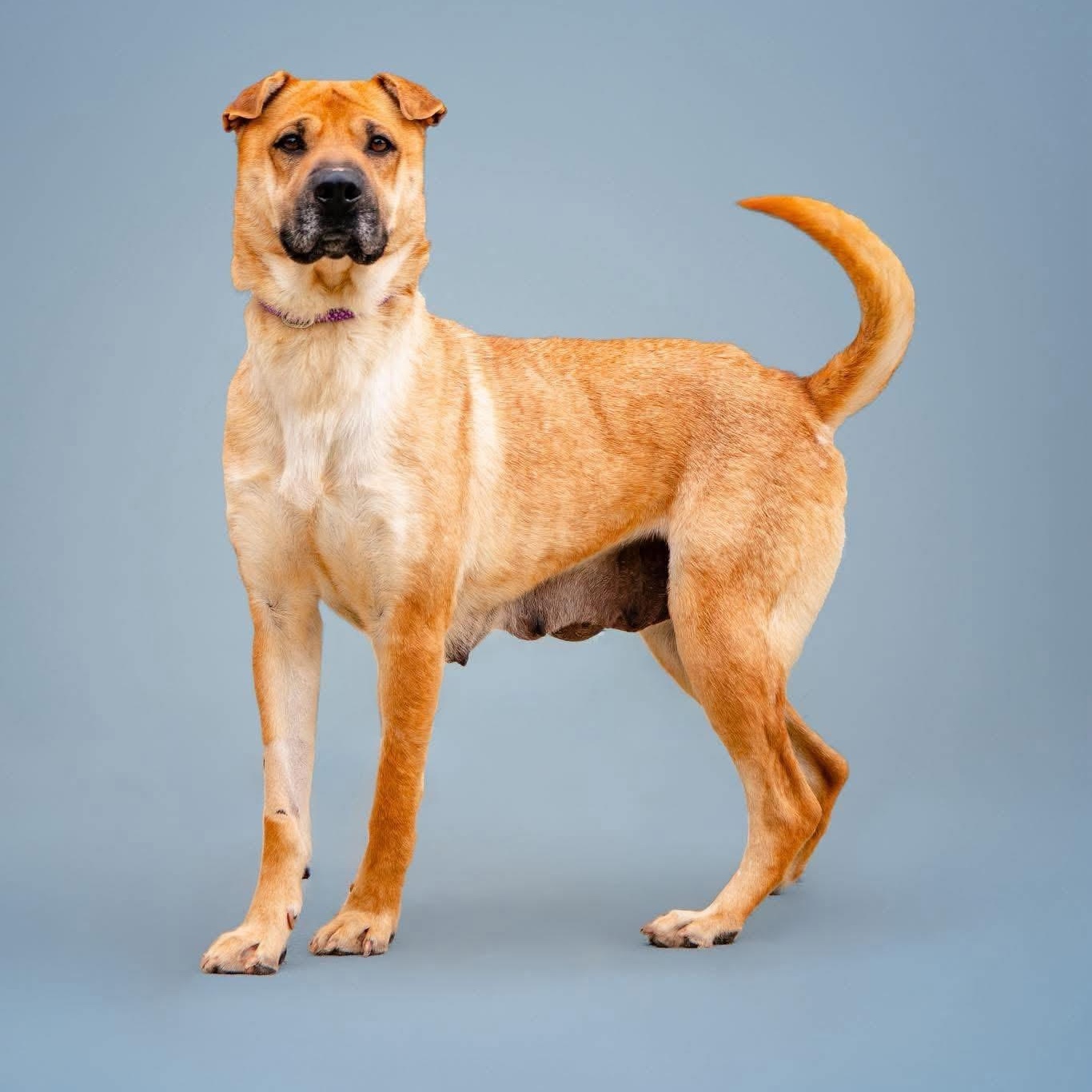 Enlarge Athena, a ADOPTABLE mixed breed in Andersonville, TN image 3/6