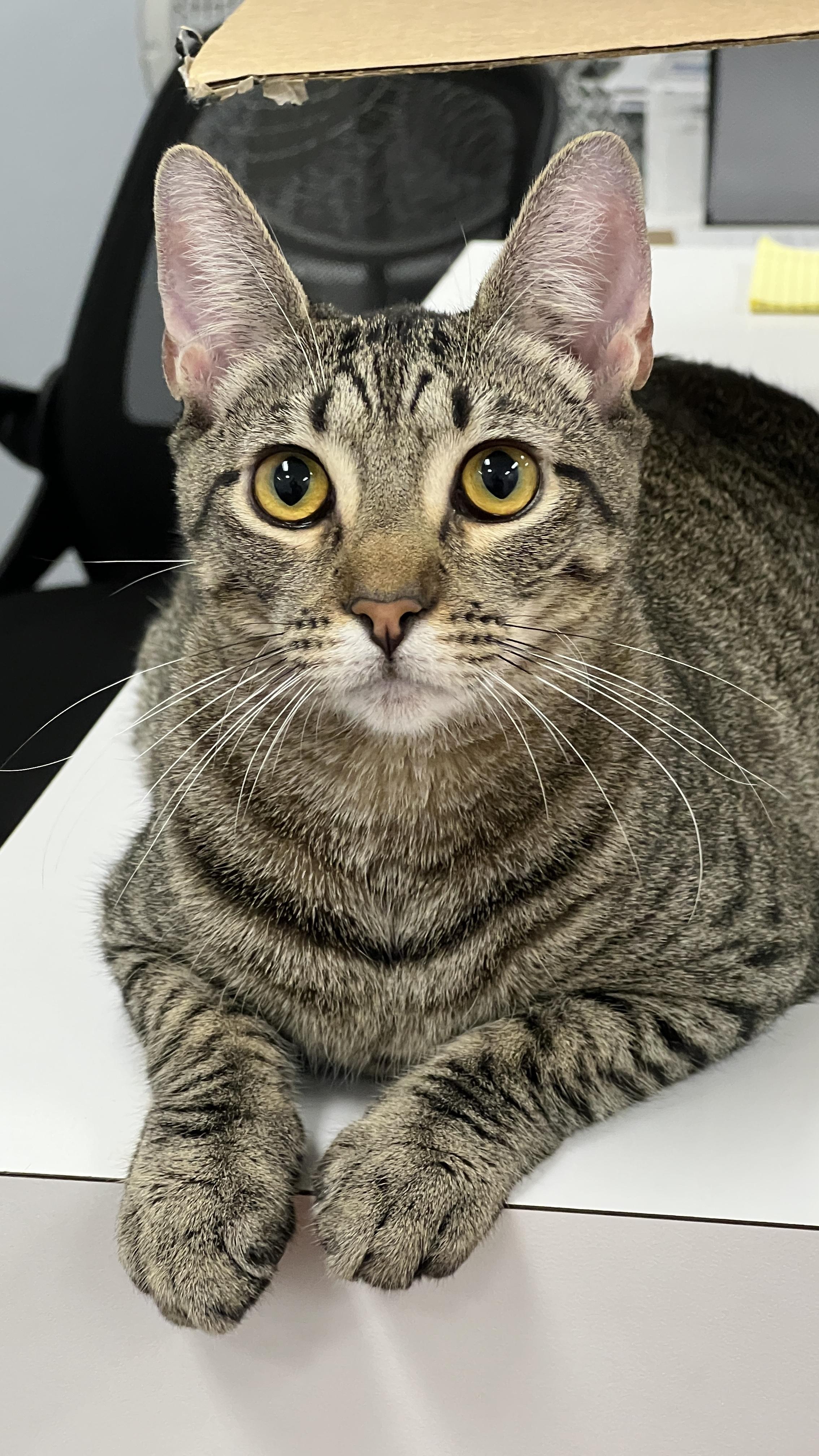 Rey, Adoptable, Adult Female Domestic Short Hair.