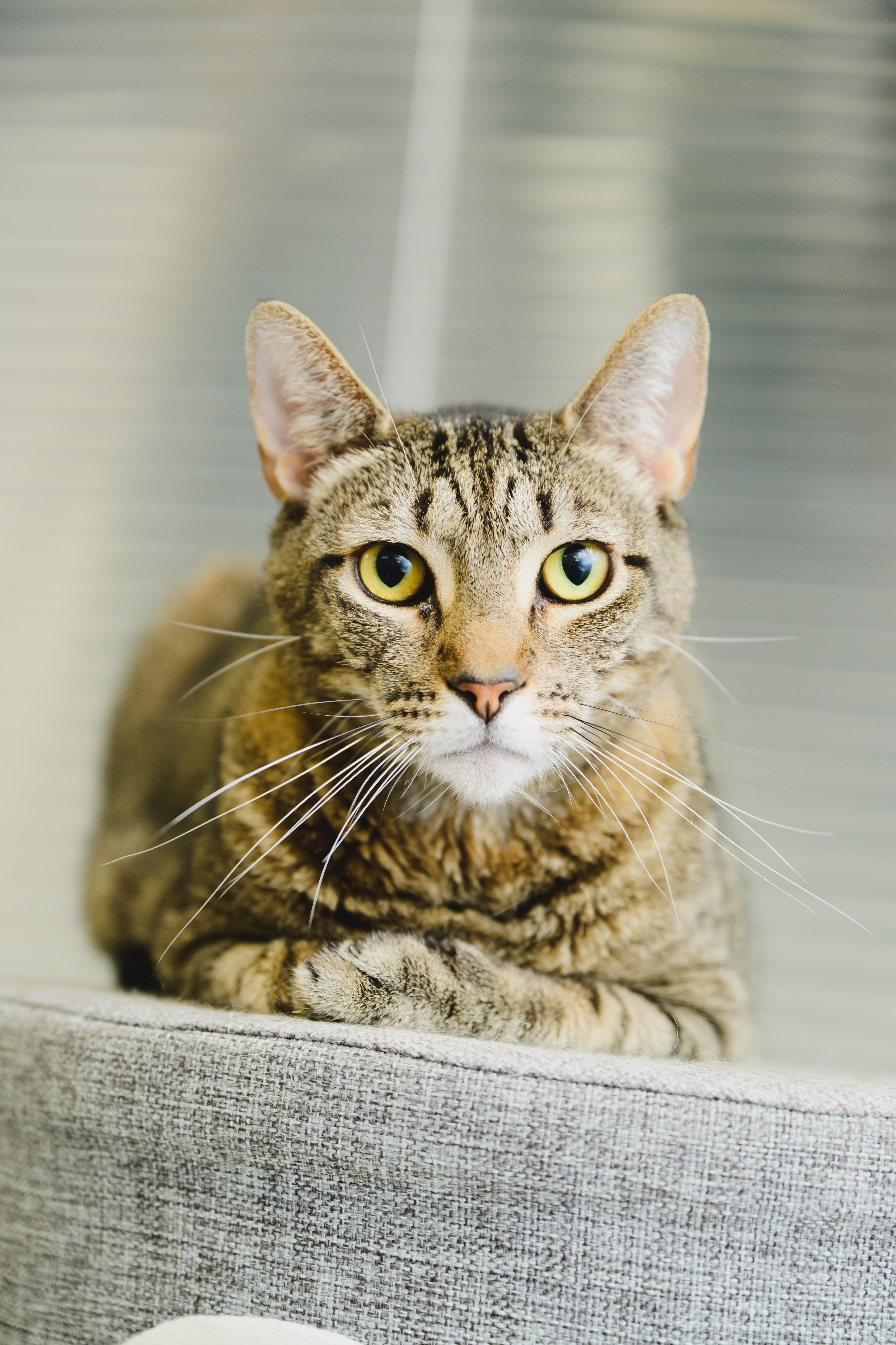 Enlarge Rey, a Adoptable mixed breed in Honolulu, HI image 2/6