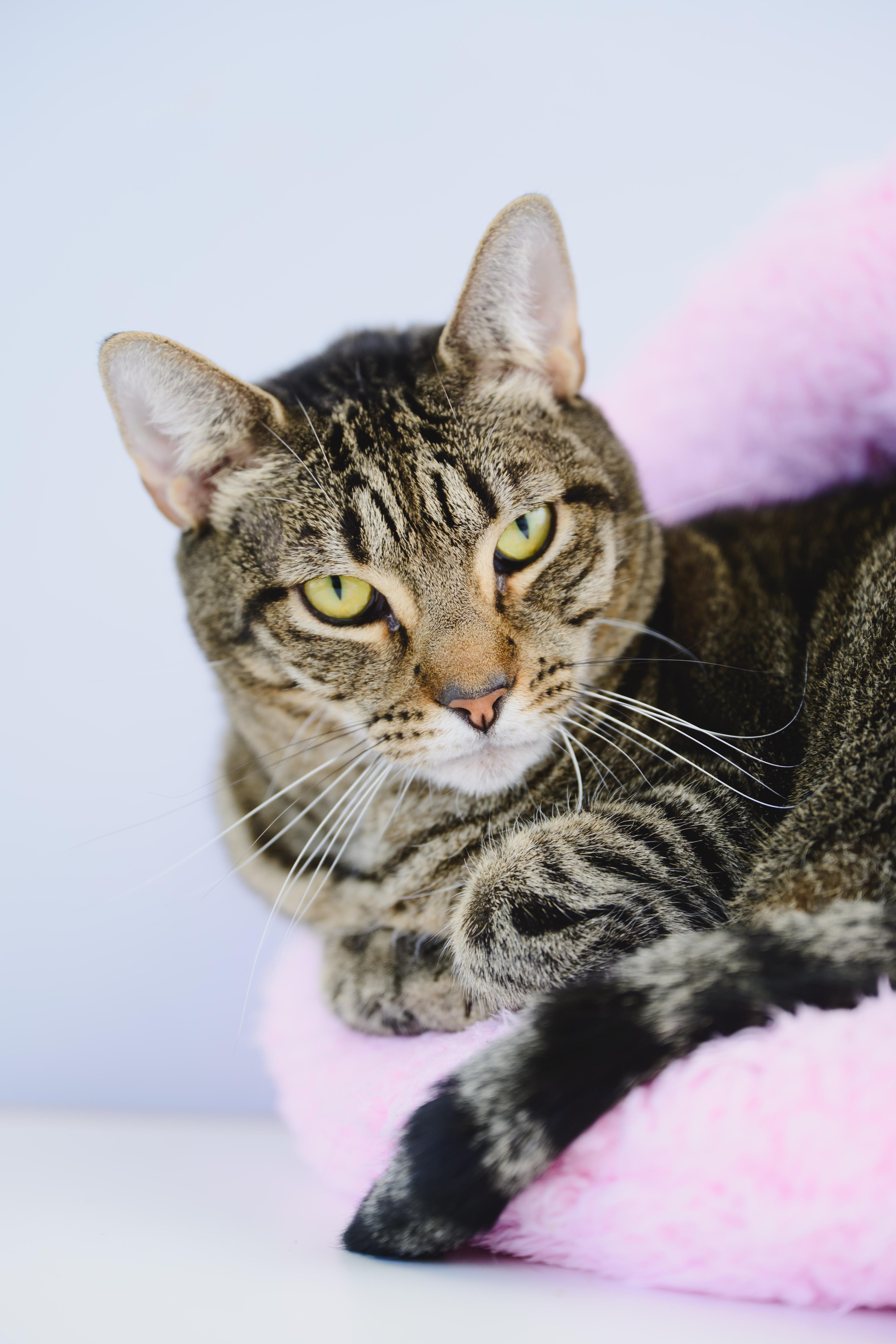 Enlarge Rey, a Adoptable mixed breed in Honolulu, HI image 3/6