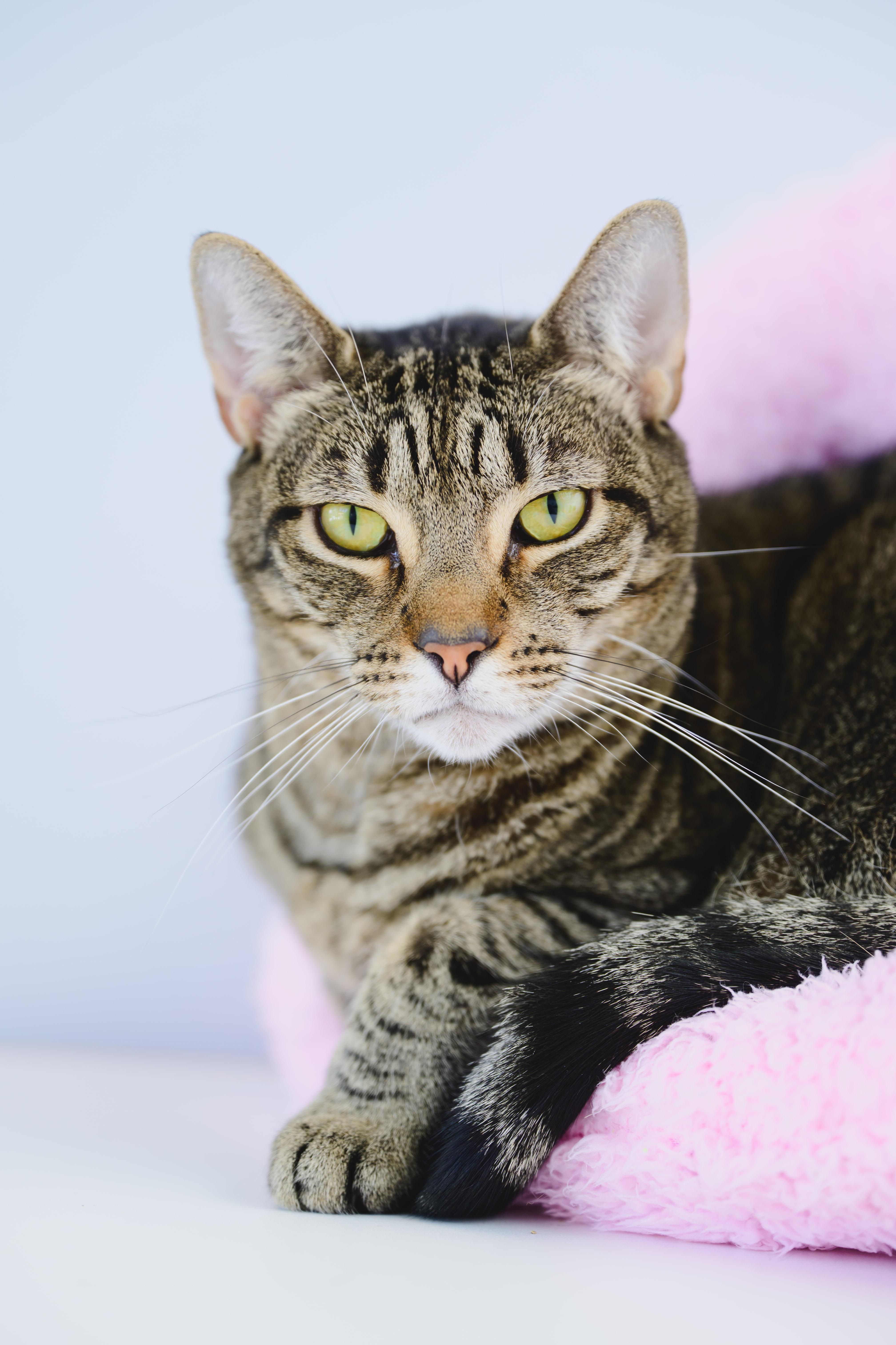 Enlarge Rey, a Adoptable mixed breed in Honolulu, HI image 4/6