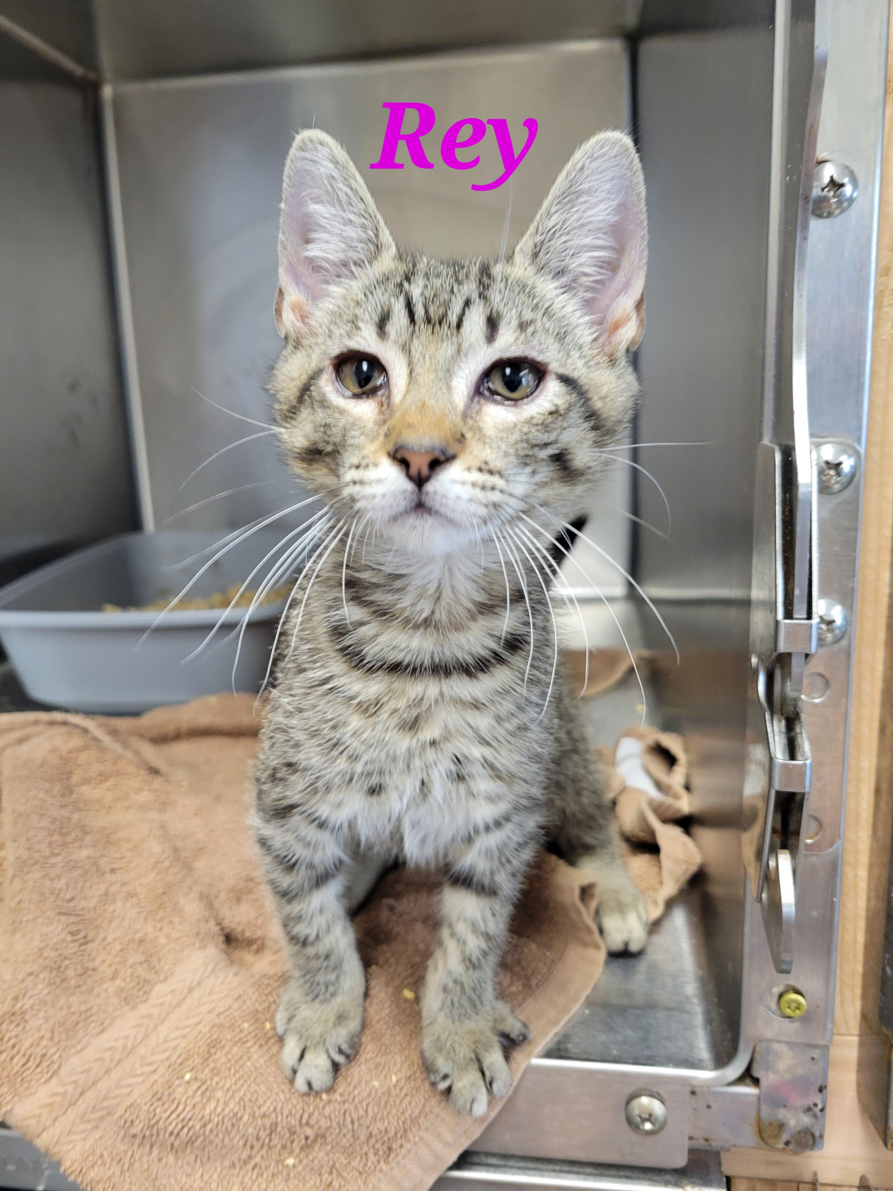 Enlarge Rey, a Adoptable mixed breed in Honolulu, HI image 5/6