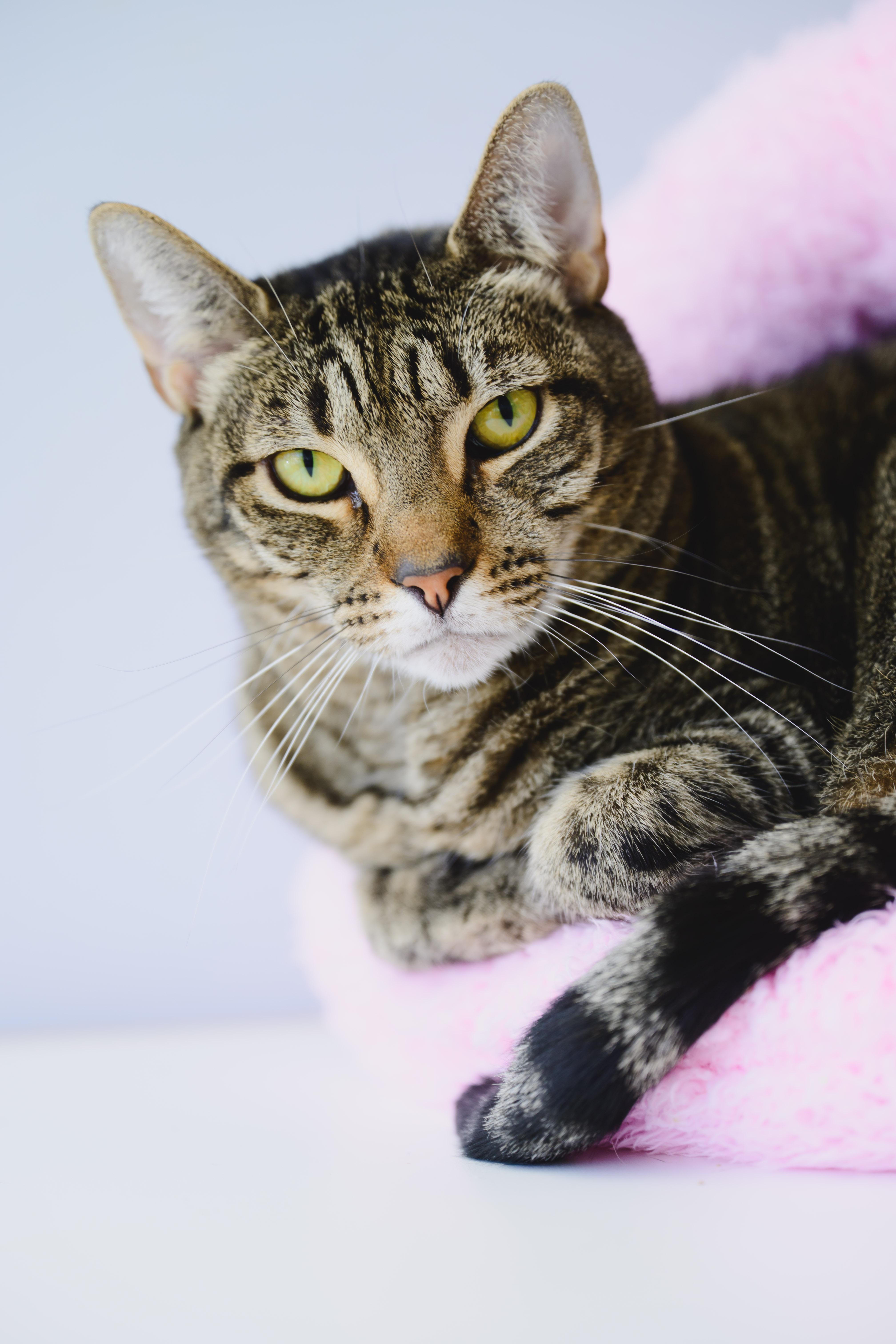 Enlarge Rey, a Adoptable mixed breed in Honolulu, HI image 6/6