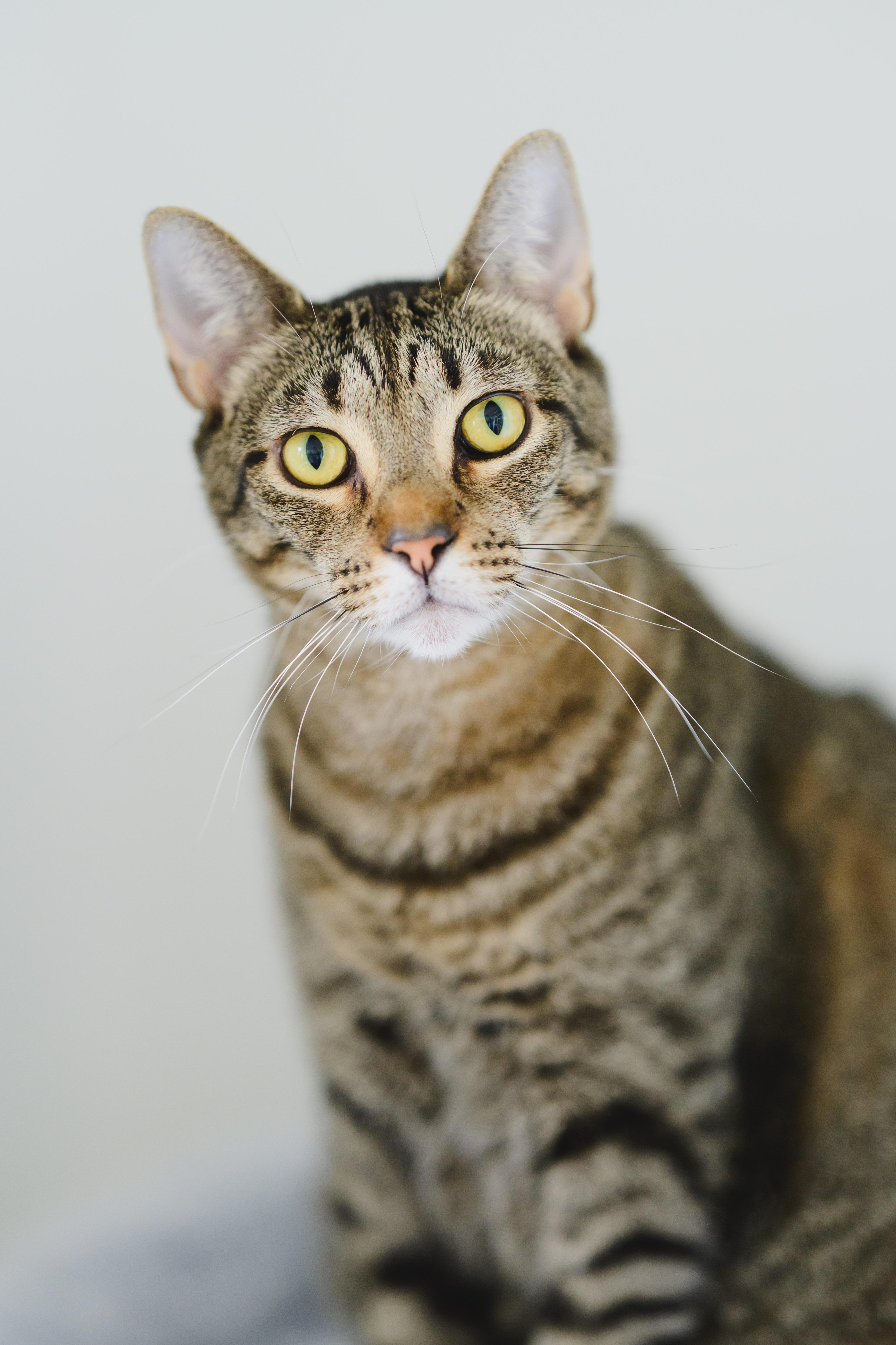 Enlarge Rey, a Adoptable mixed breed in Honolulu, HI image 6/6