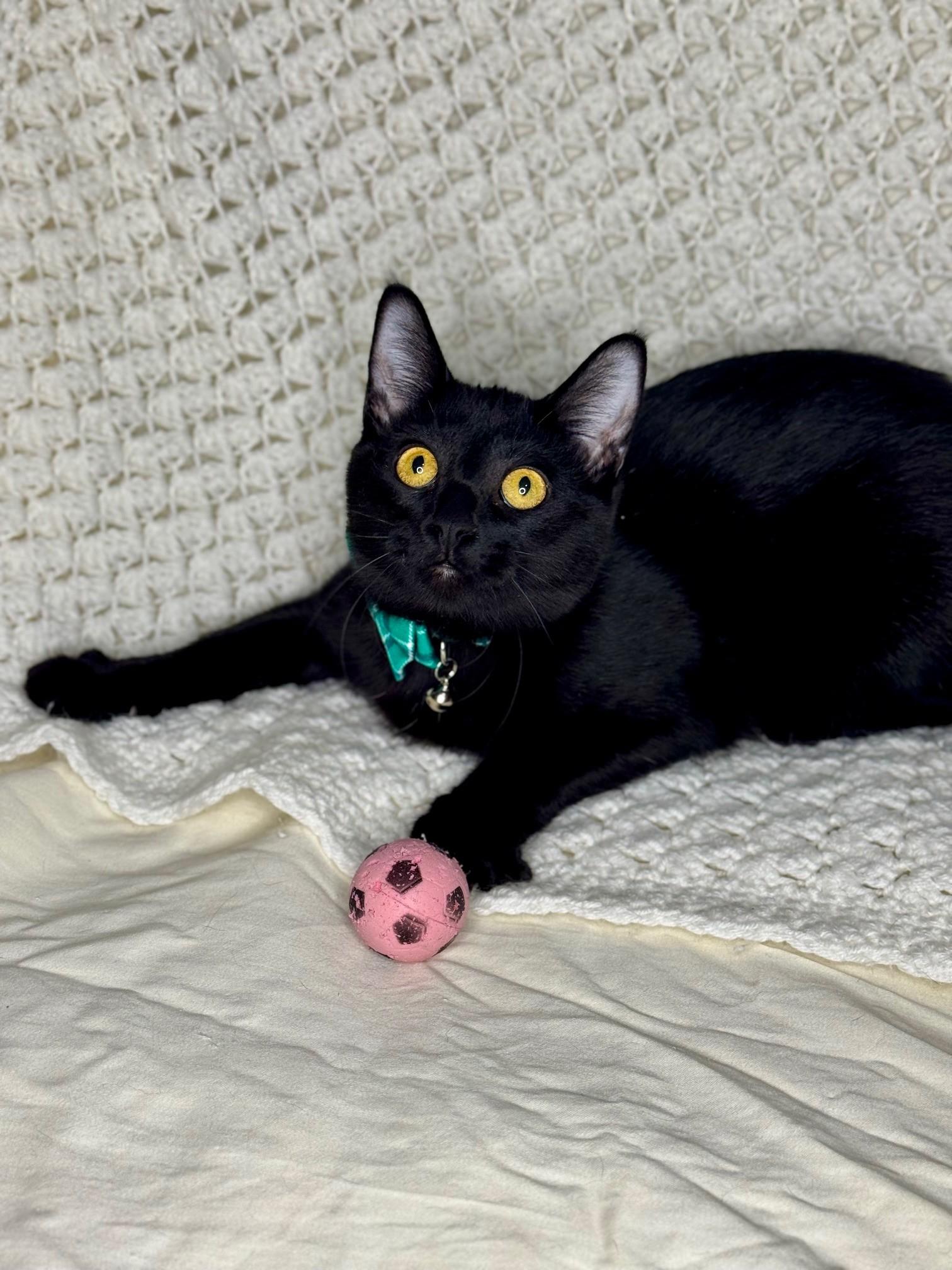 Enlarge Marsay & Lyonne **KITTENS**, a ADOPTABLE Domestic Short Hair in Waverly, IA image 3/6