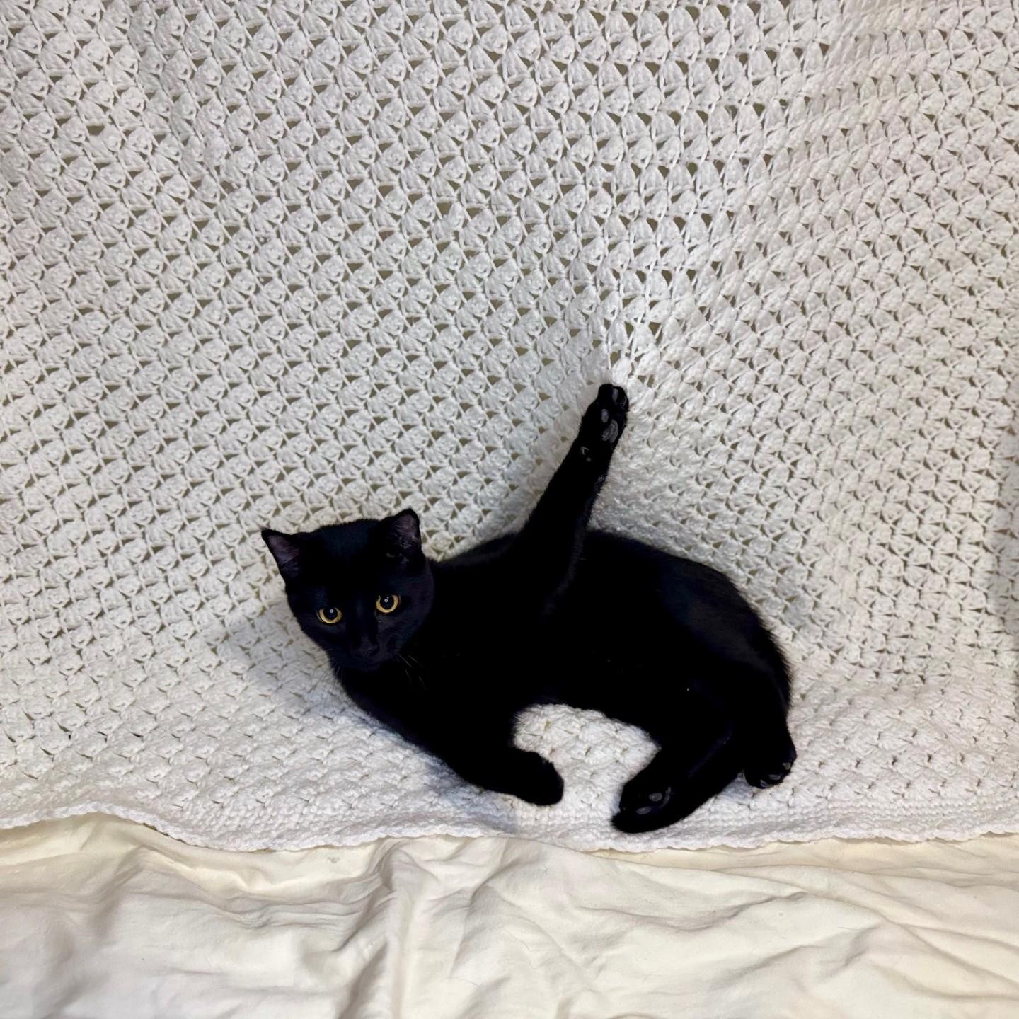 Enlarge Marsay & Lyonne **KITTENS**, a ADOPTABLE Domestic Short Hair in Waverly, IA image 4/6