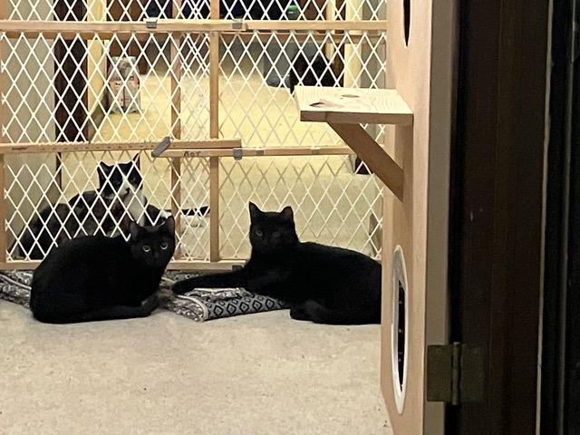 Enlarge Marsay & Lyonne **KITTENS**, a ADOPTABLE Domestic Short Hair in Waverly, IA image 2/6